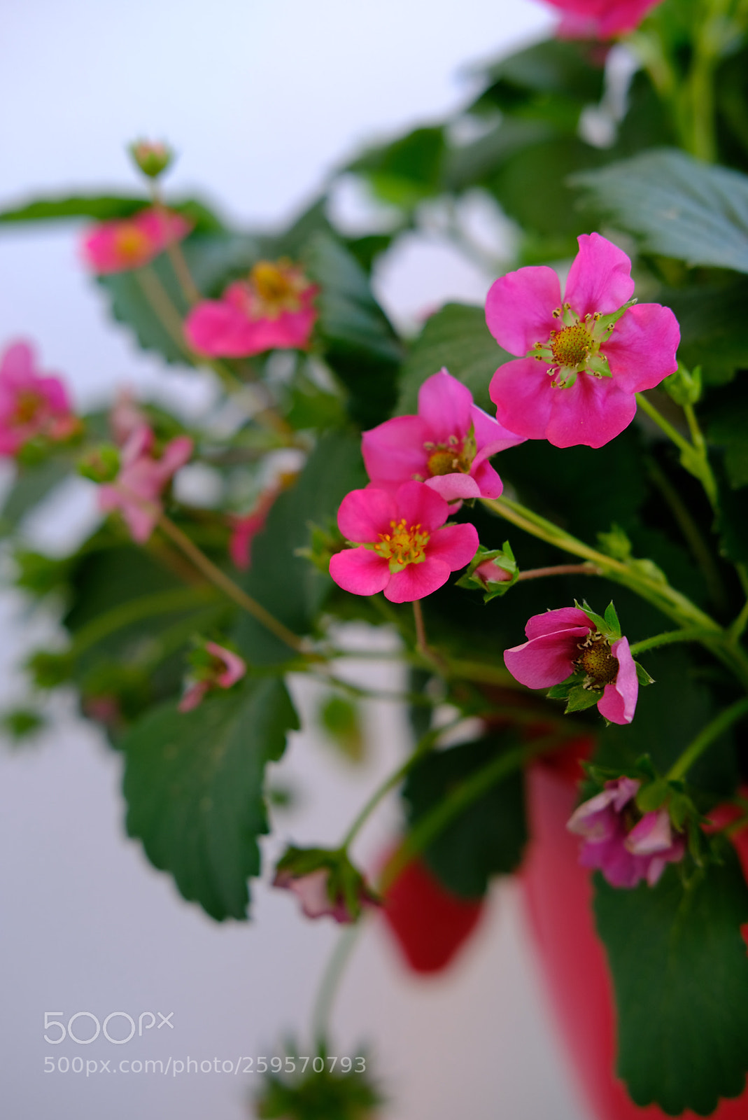 Fujifilm X-T20 sample photo. Strawberries in bloom photography