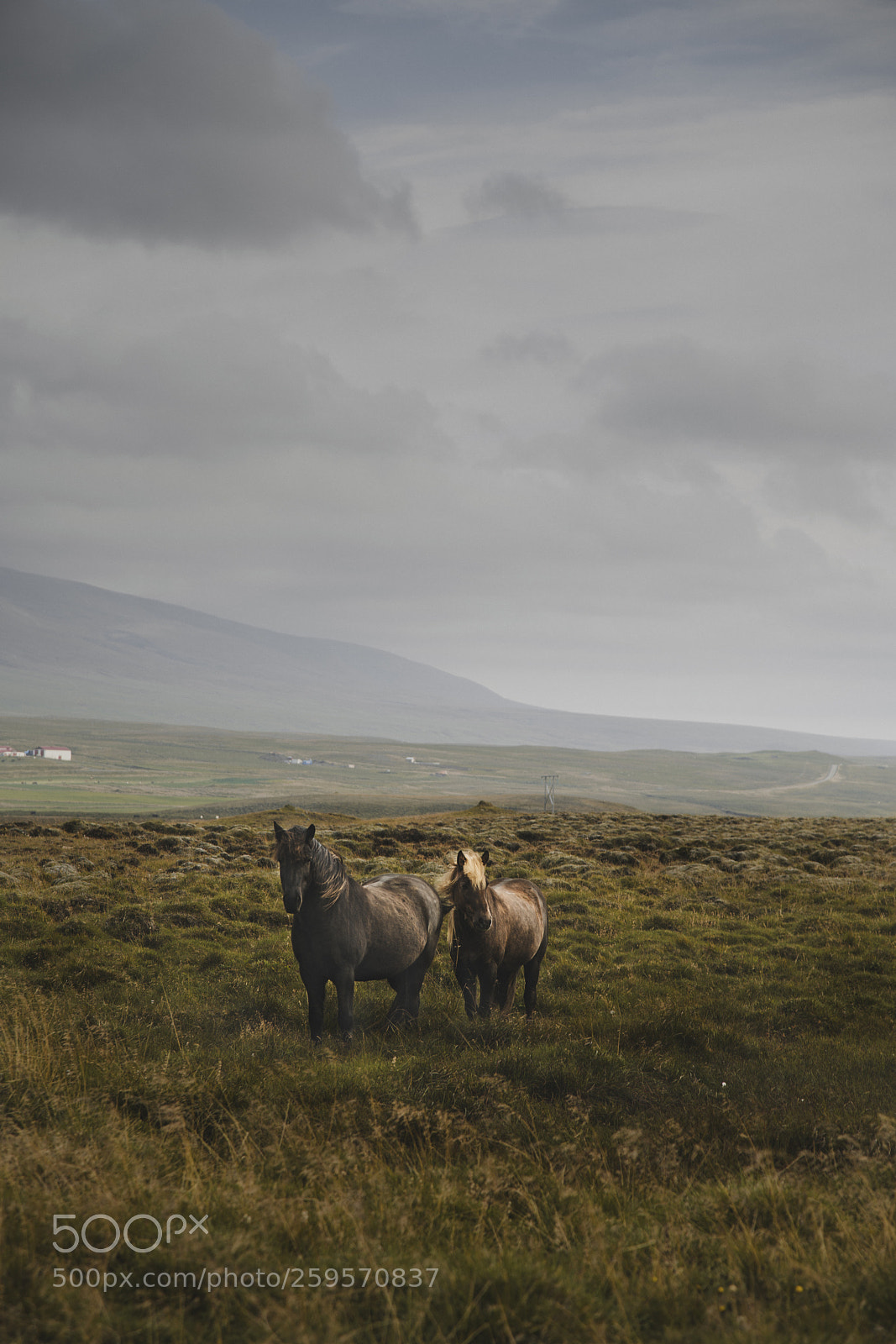 Sony a7R II sample photo. Grazing on the field photography