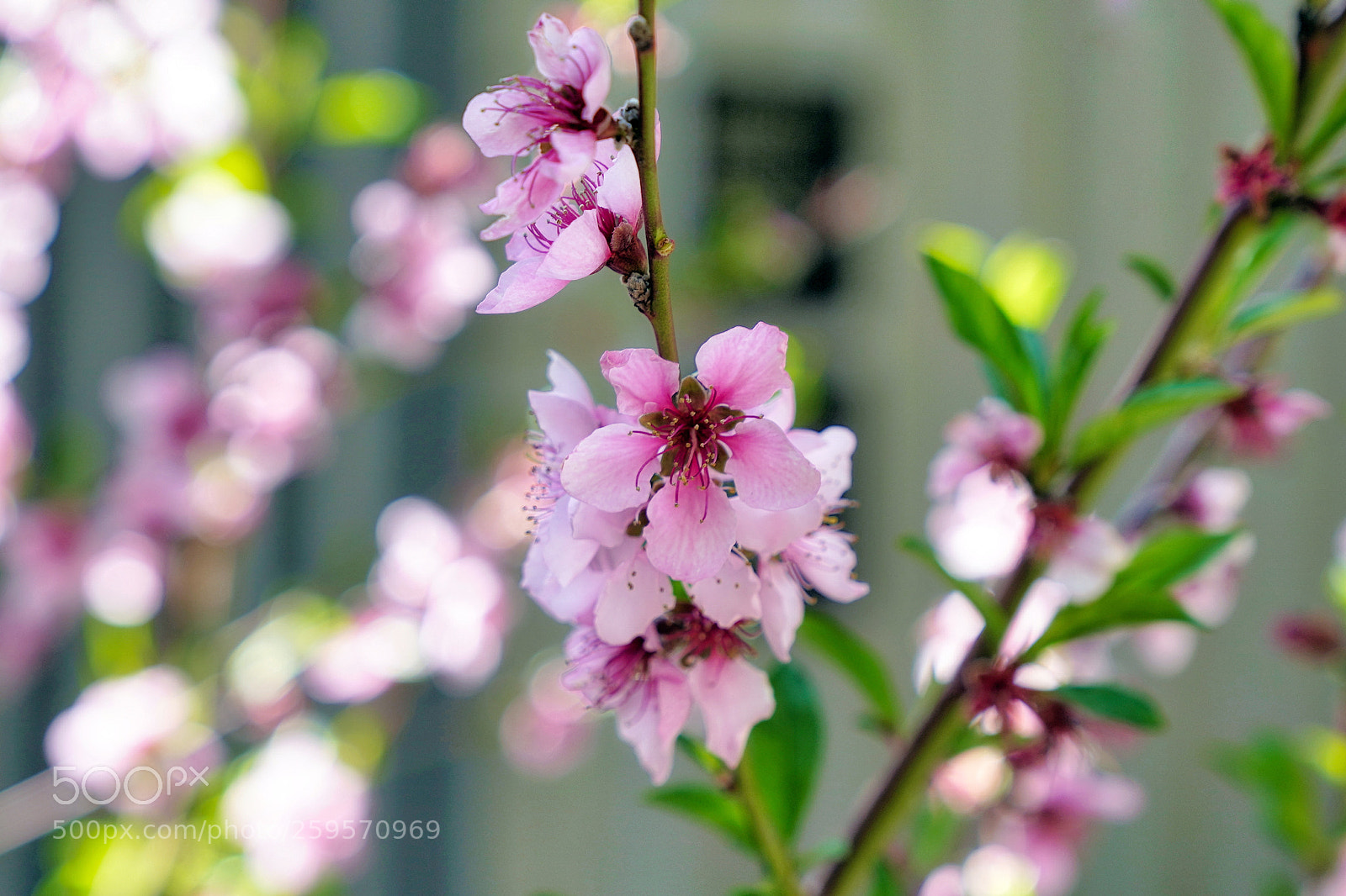 Sony a9 sample photo. When happiness is.. photography