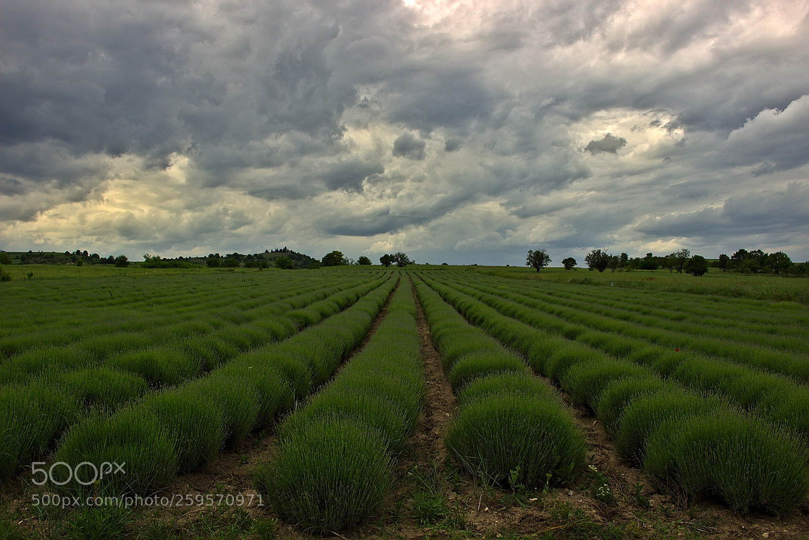 Canon EOS 100D (EOS Rebel SL1 / EOS Kiss X7) sample photo. Lavender field photography