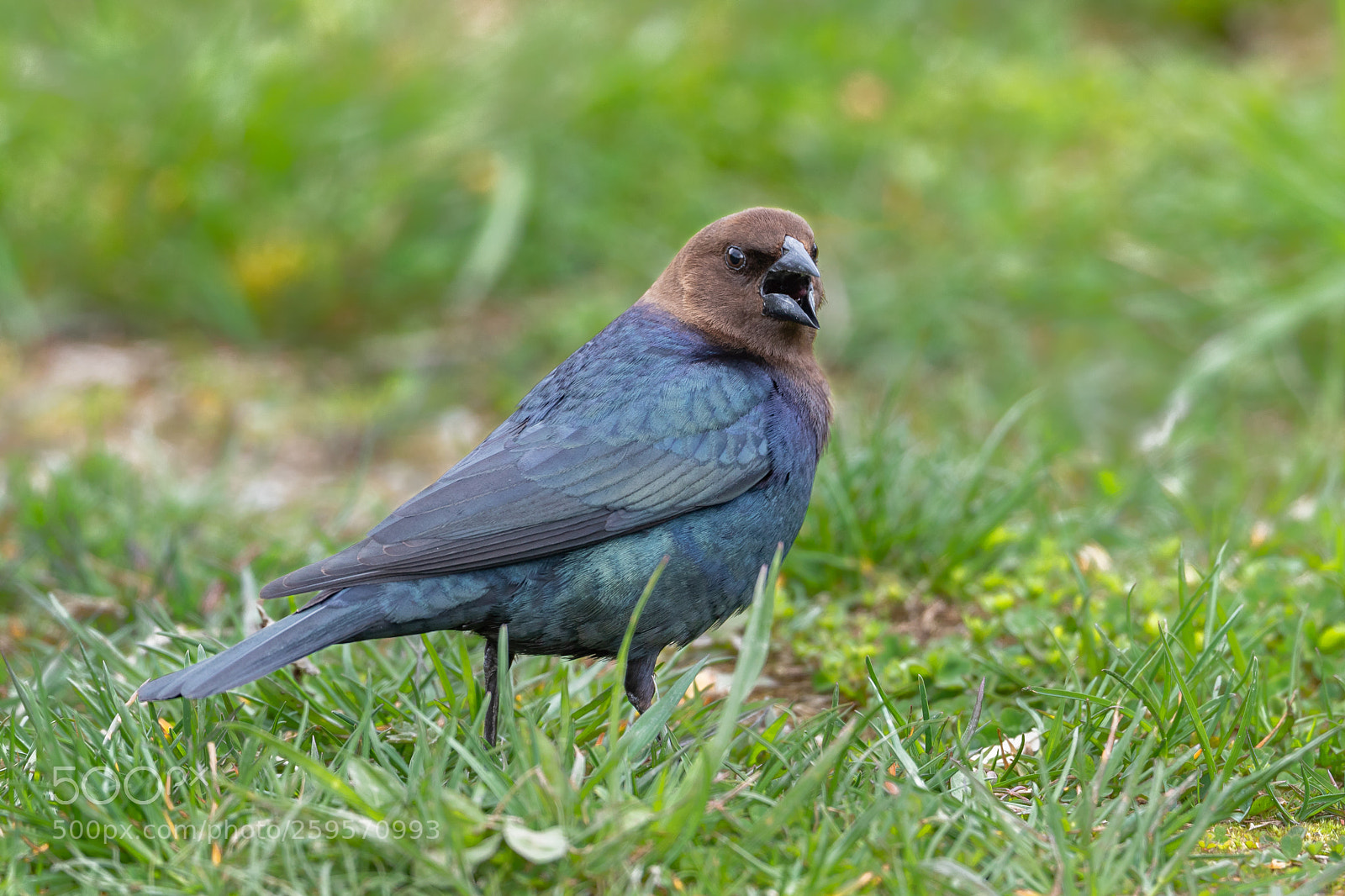 Canon EOS-1D X Mark II sample photo. Buzz off brown headed photography
