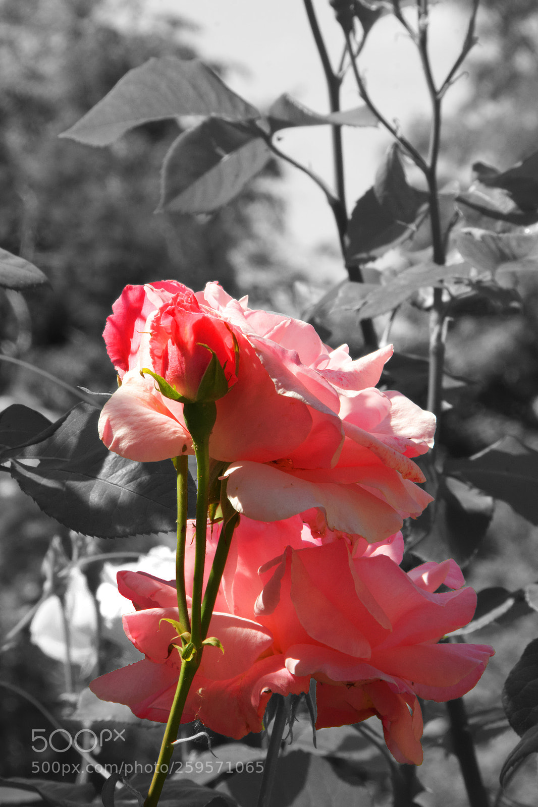 Canon EOS 550D (EOS Rebel T2i / EOS Kiss X4) sample photo. Blossom  photography