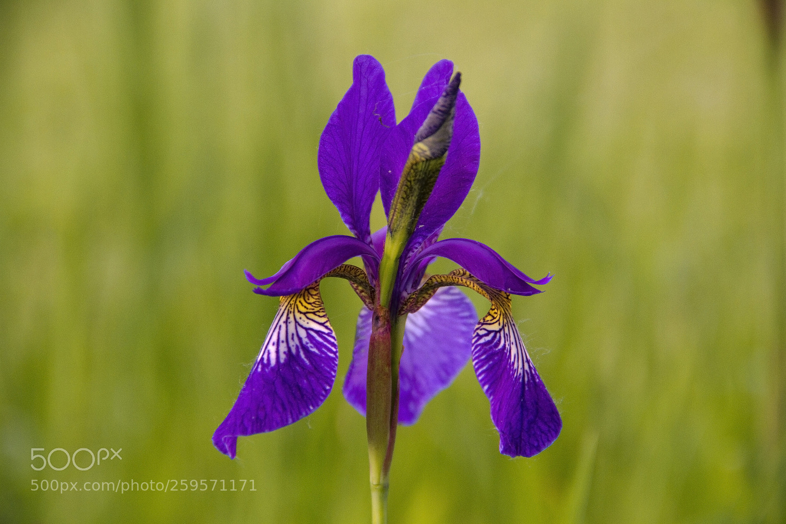 Canon EOS 7D sample photo. Flora photography
