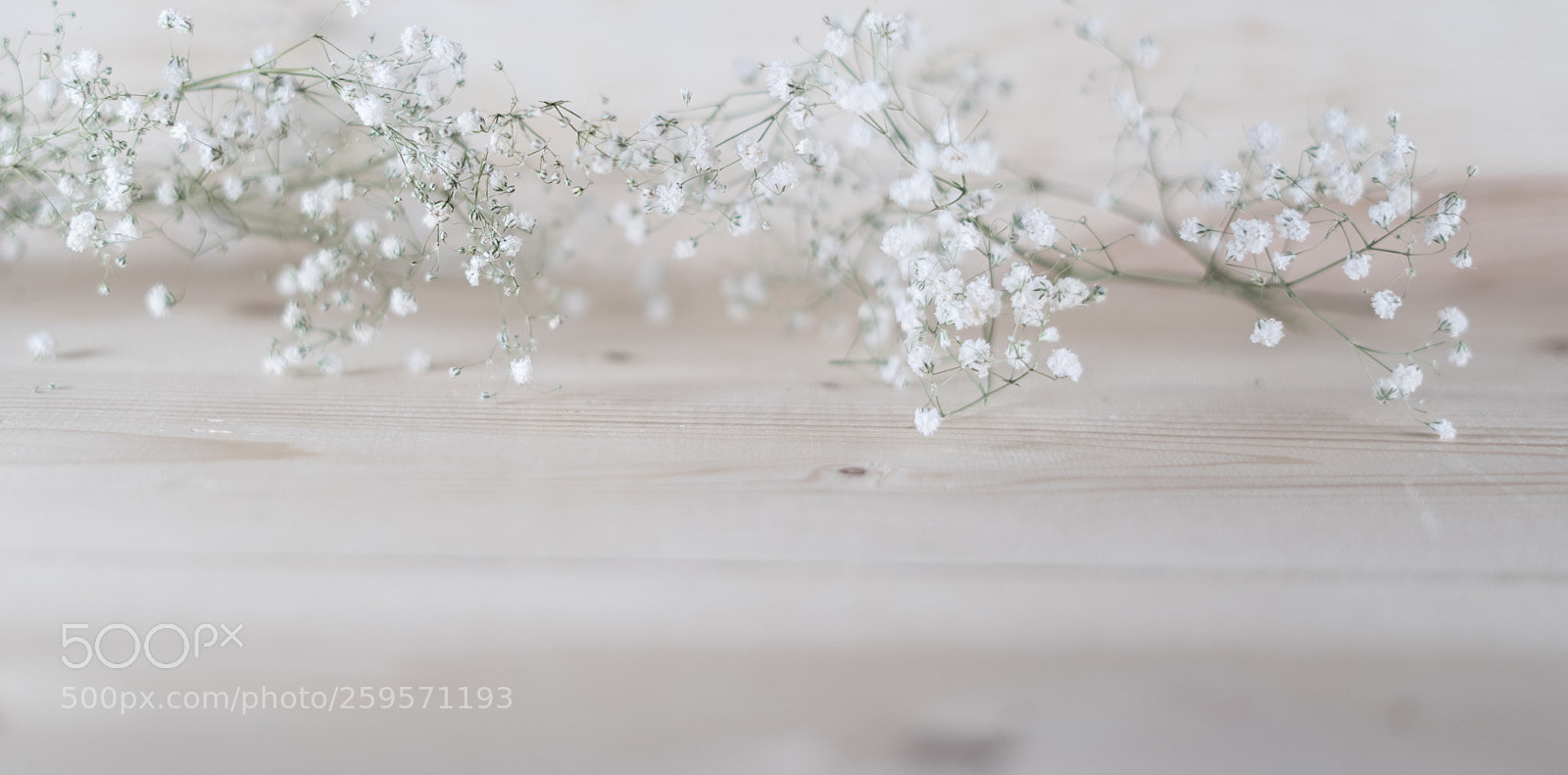 Sony a7 sample photo. White flowers macro at photography