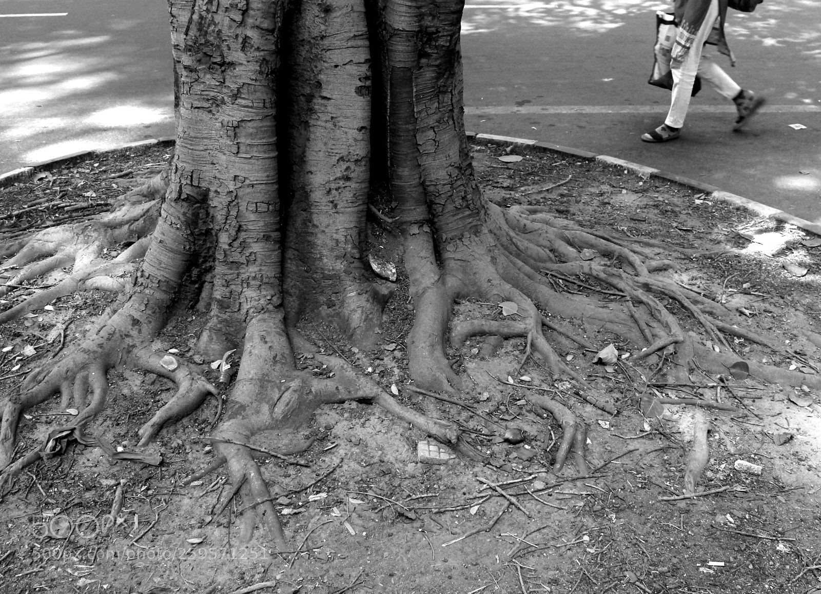 Canon EOS 1100D (EOS Rebel T3 / EOS Kiss X50) sample photo. Rooted photography