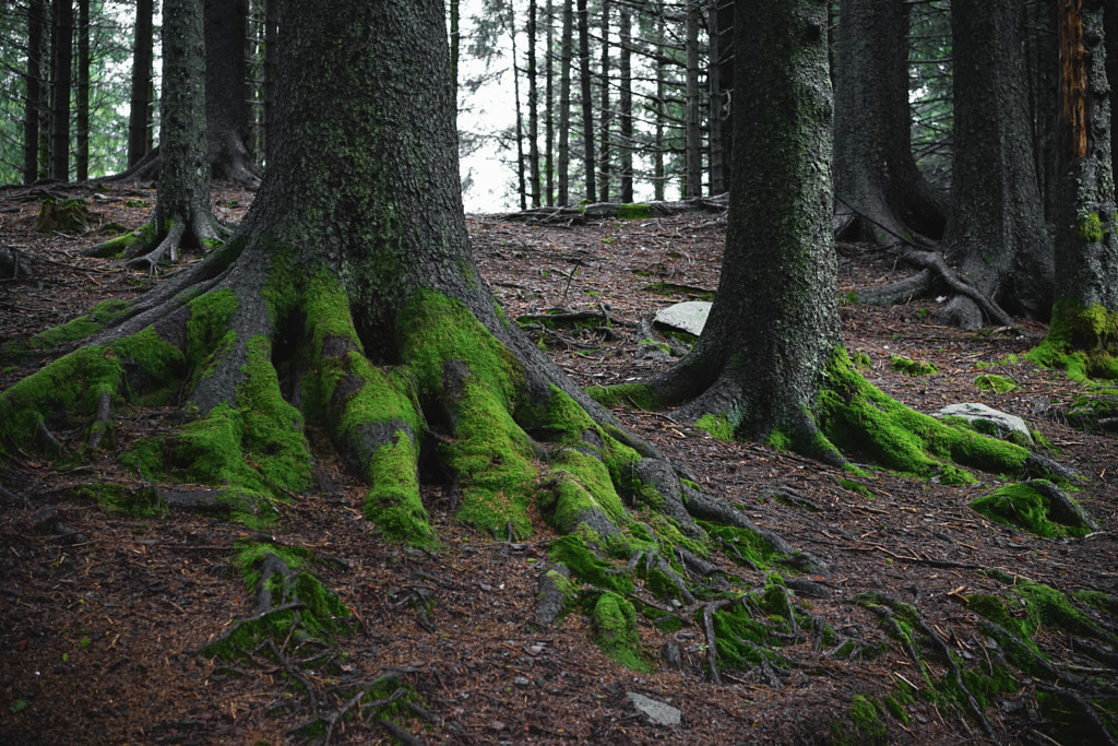 Norwegian Woods, Bergen by Chao S on 500px.com