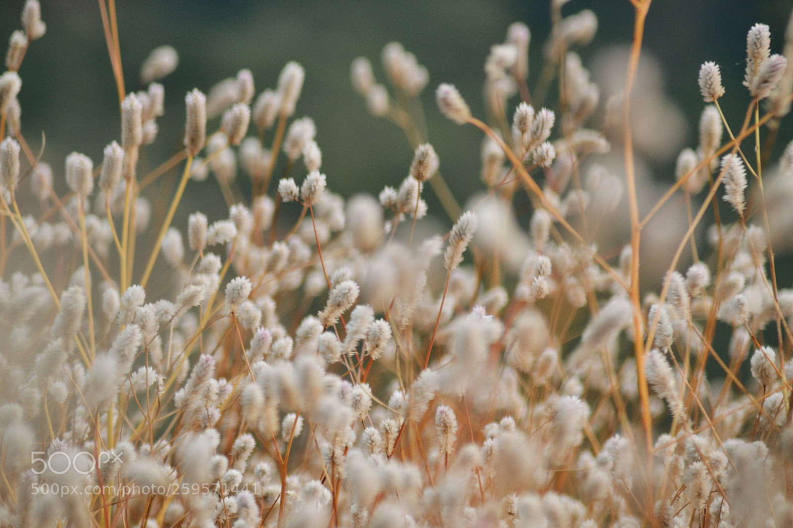 Nikon D3100 sample photo. White clustered flowers photography