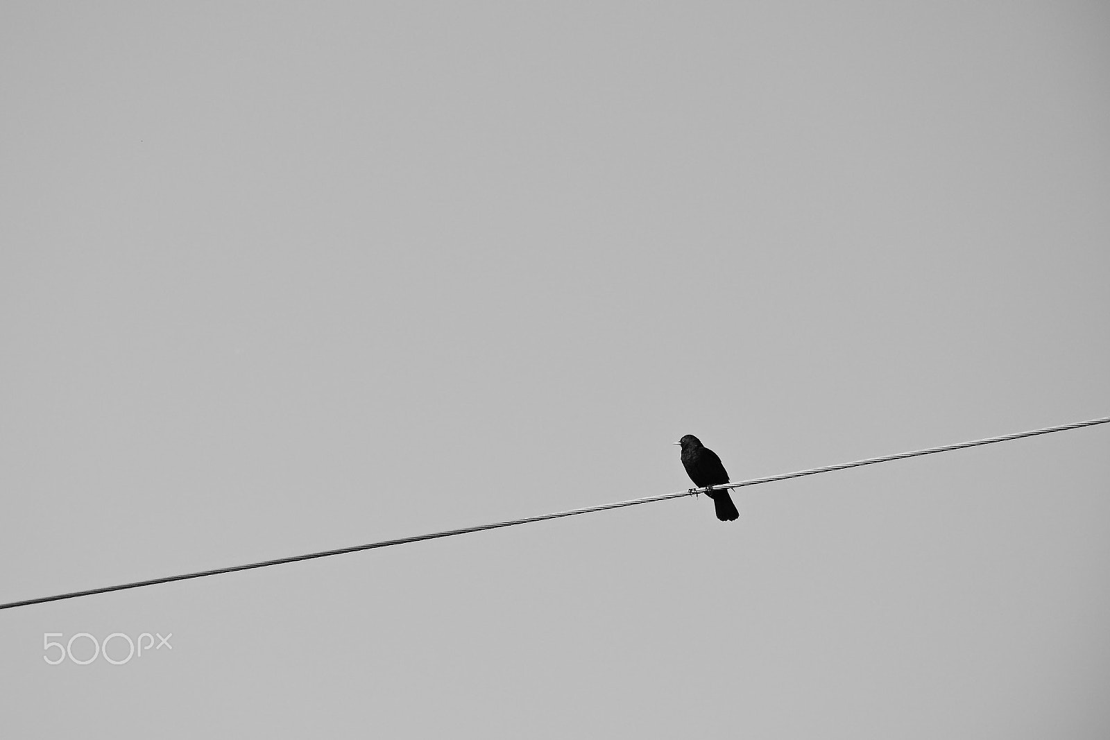 Nikon D5300 sample photo. Minimalistic scene with black bird sitting on wire in czech village of libesice with black and... photography