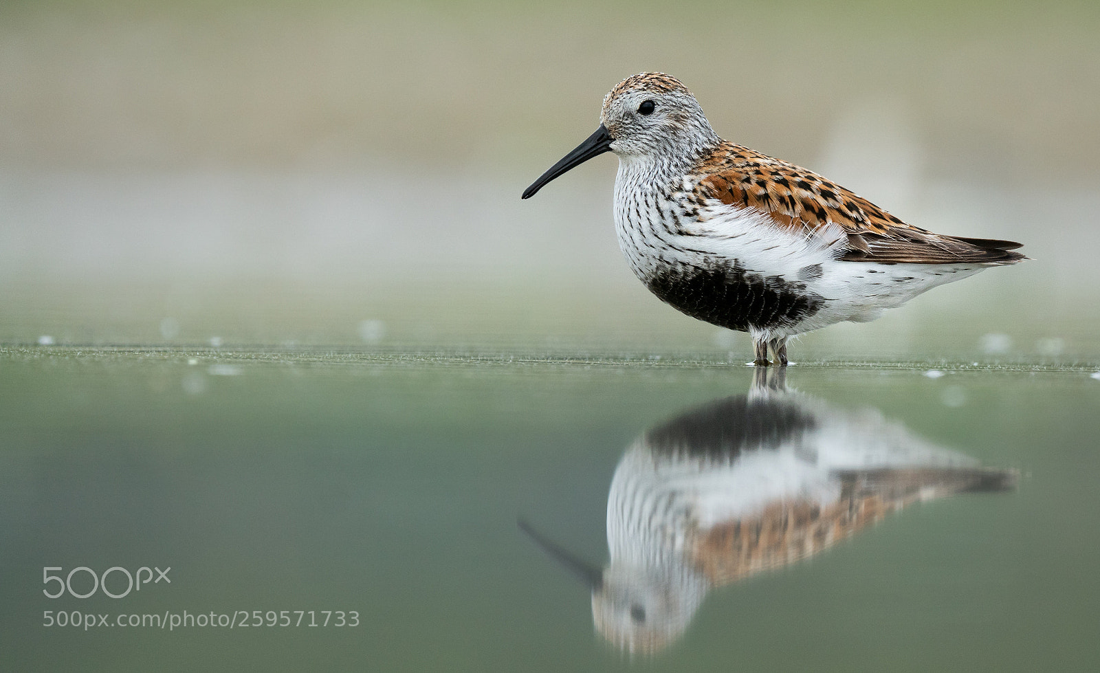 Sony a6300 sample photo. Dunlin portrait. photography