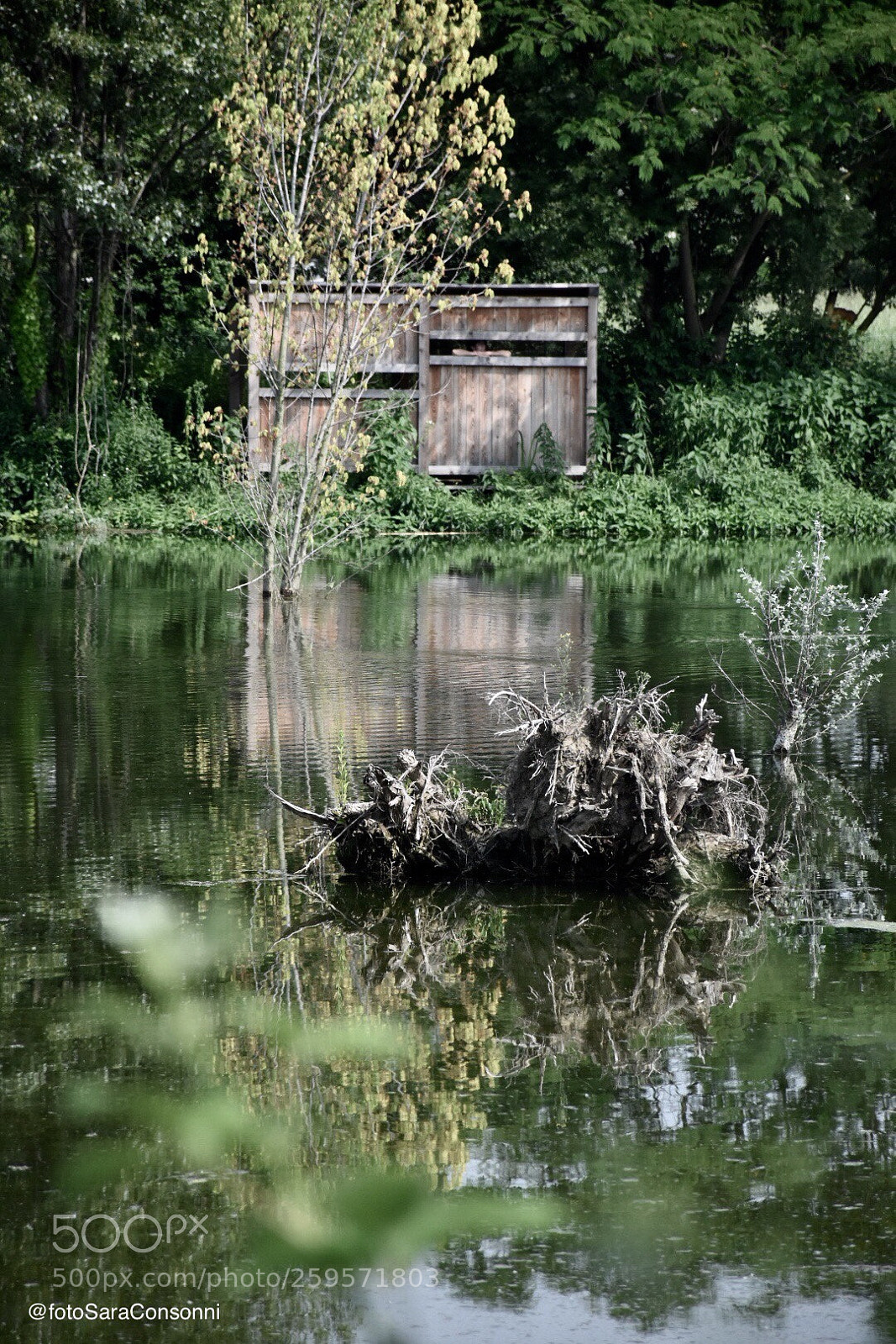 Nikon D7200 sample photo. Oasi naturale picchio verde photography