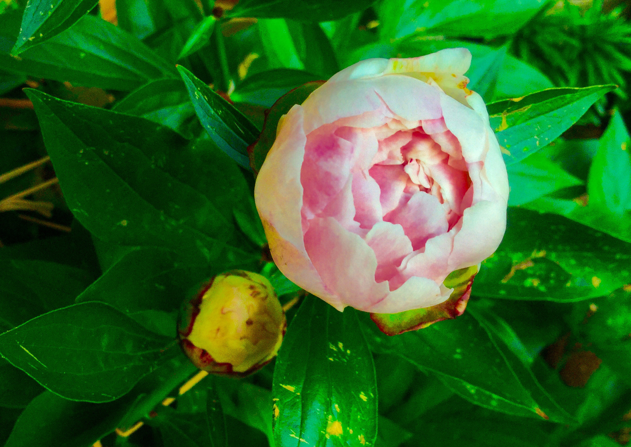 Apple iPad Air 2 sample photo. Spring...flower  photography