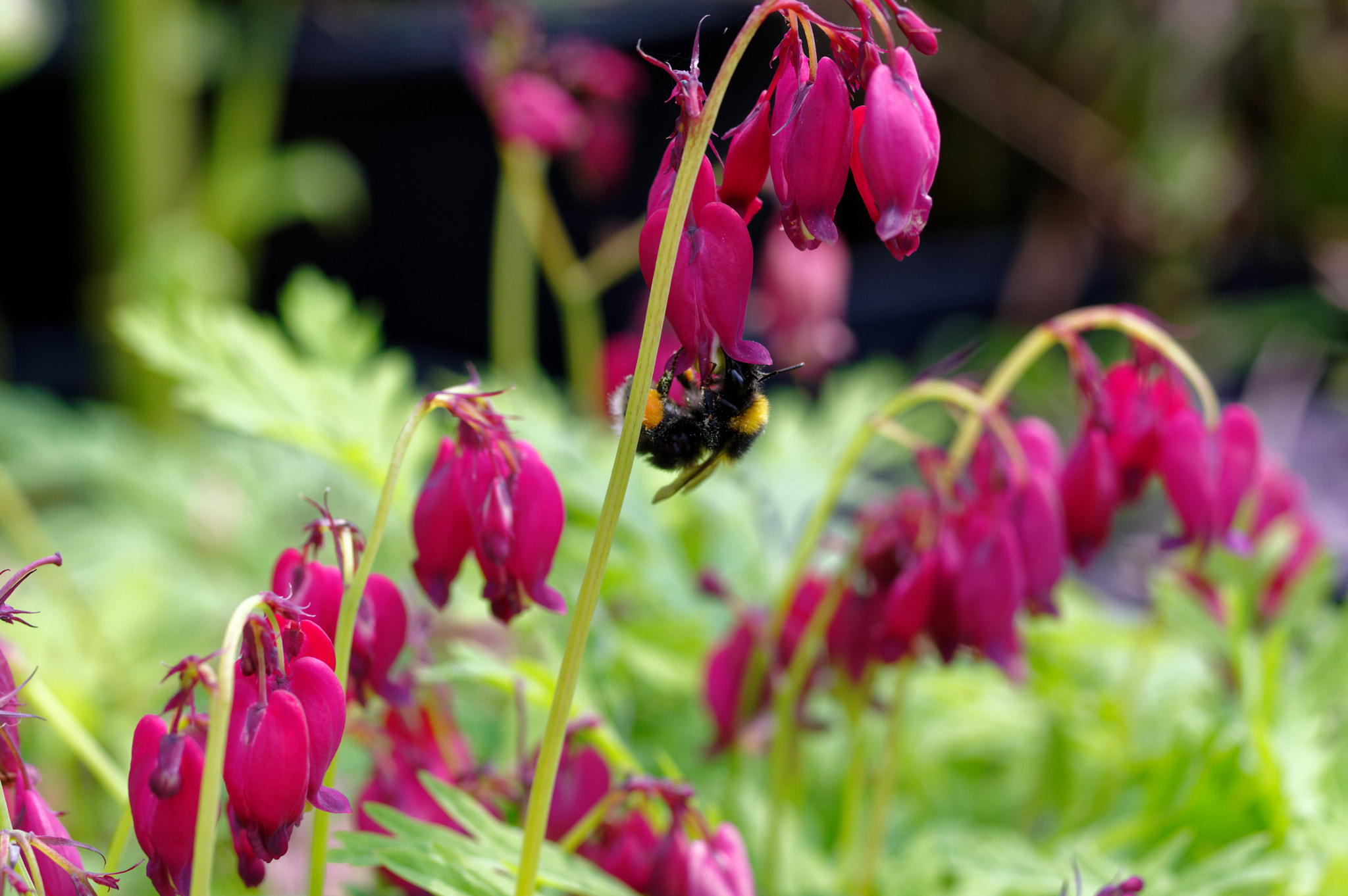 Pentax K-3 II sample photo. Pentax k3 11 50mm macro . bee . photography