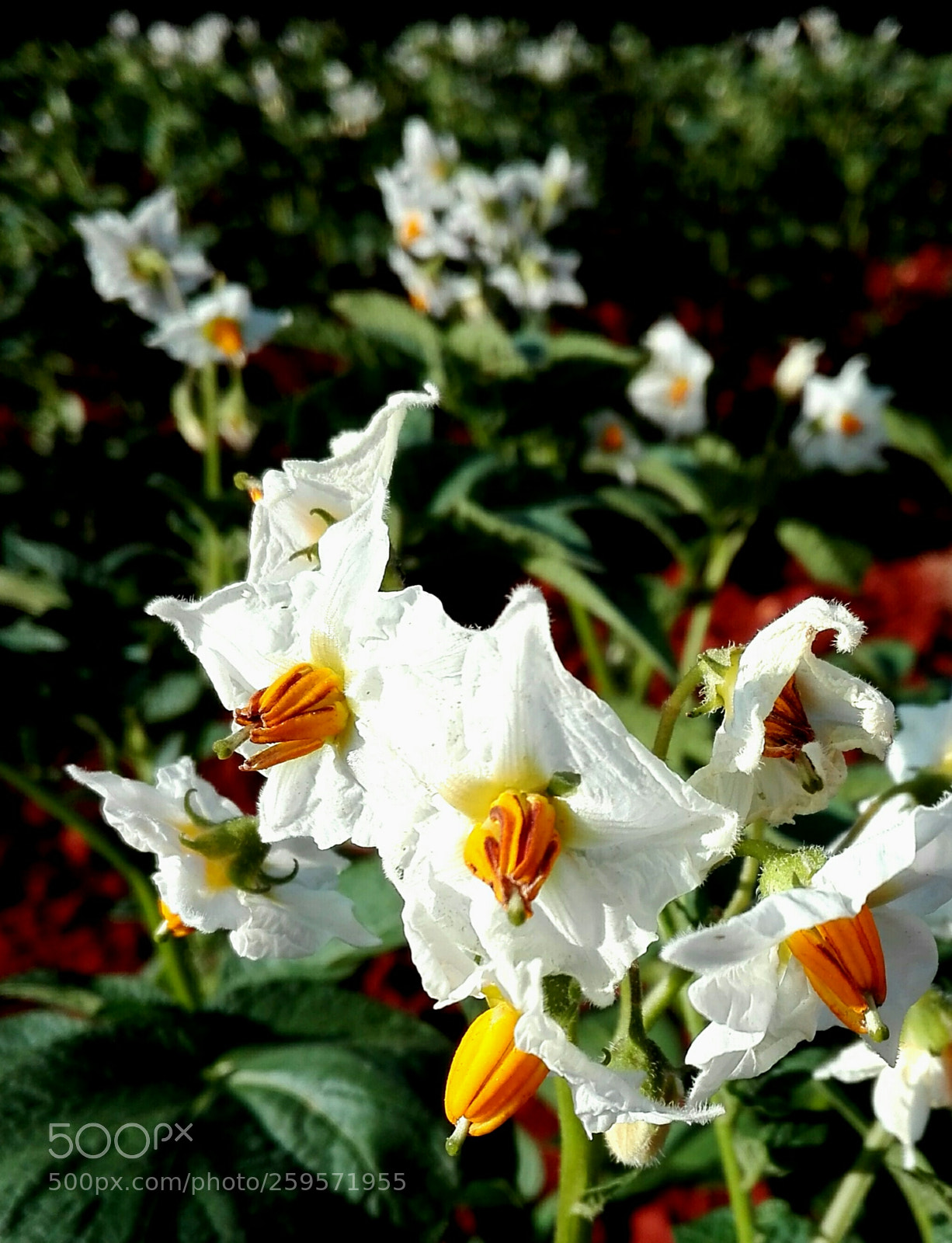 HUAWEI P8 Lite sample photo. Untitled photography