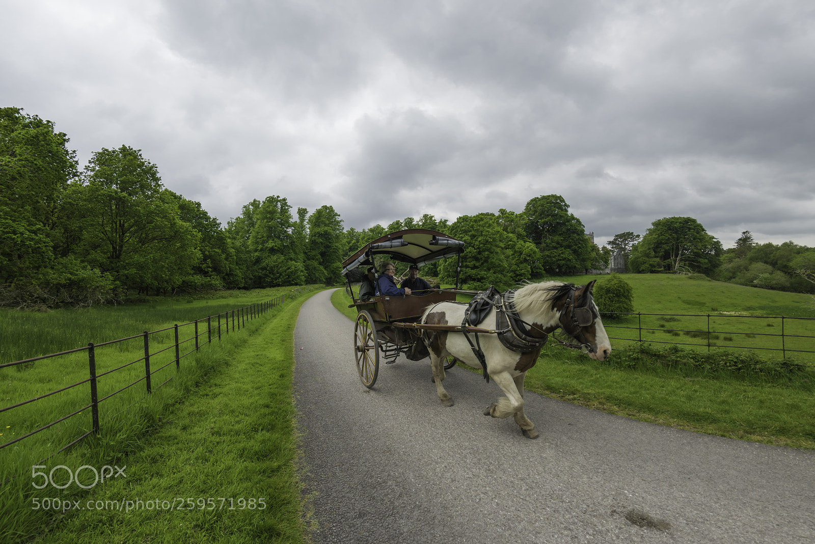 Nikon D810 sample photo. Jaunting car on road photography