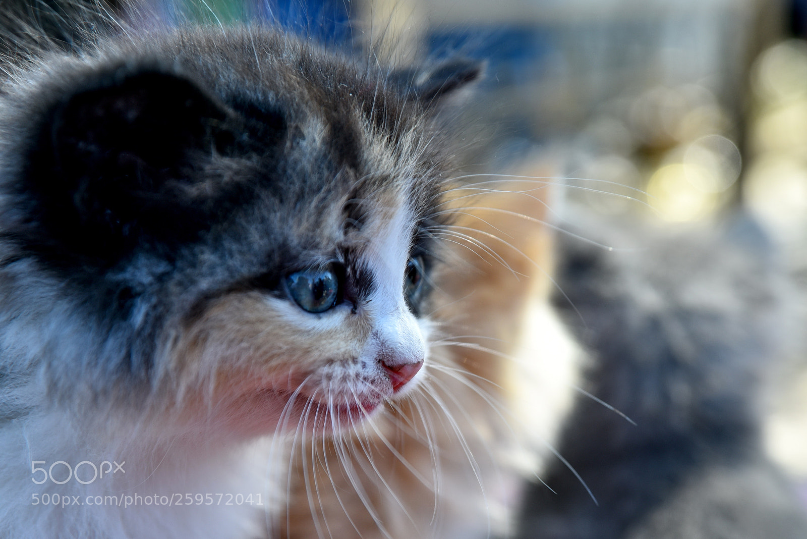 Nikon D750 sample photo. Kitten photography