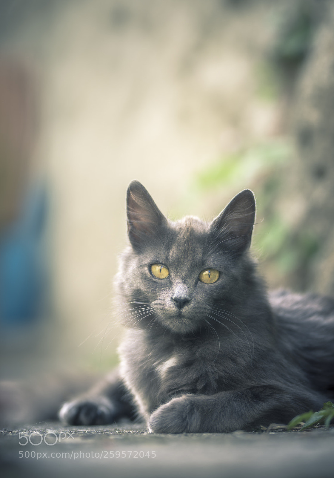 Nikon D7200 sample photo. Grey cat photography