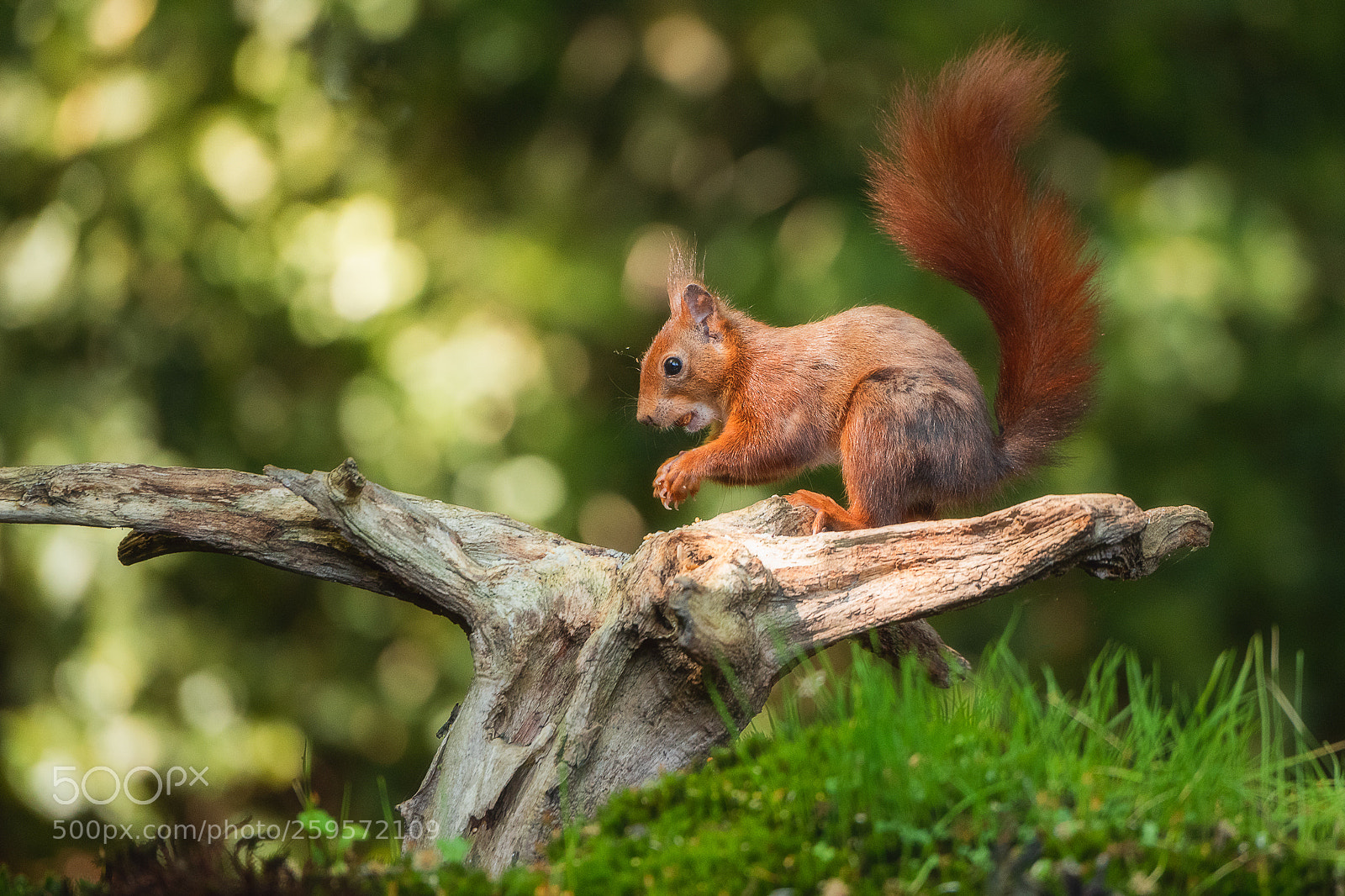 Nikon D810 sample photo. Squirrel photography