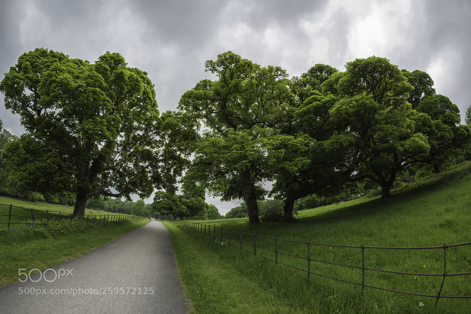 Nikon D810 sample photo. Old trees photography