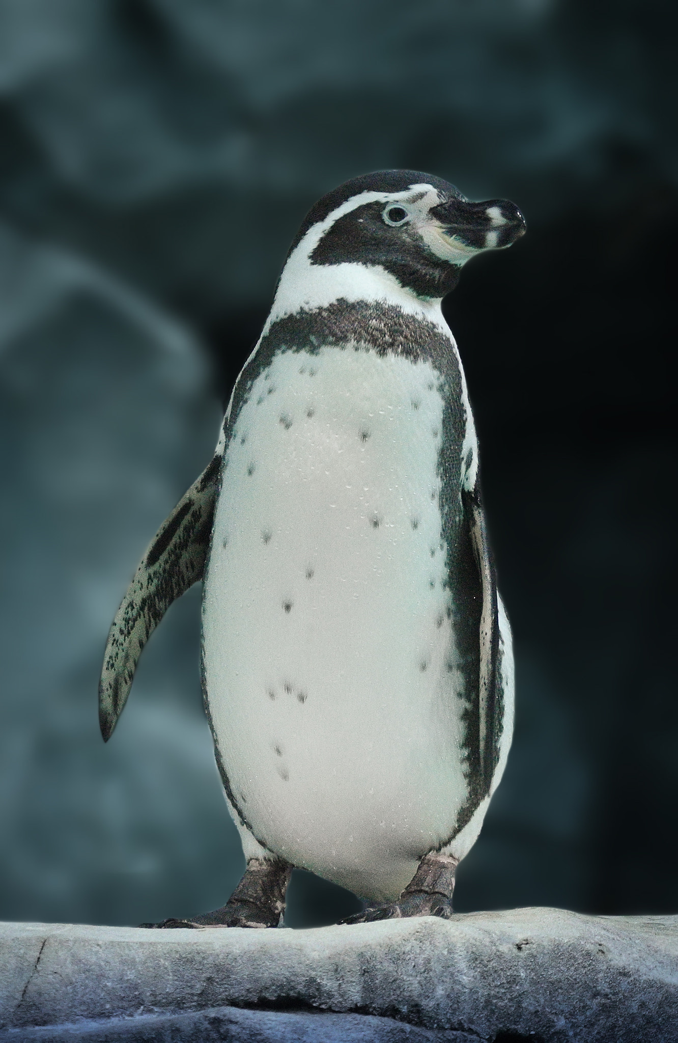 Nikon 1 J1 sample photo. Humboldt penguin photography