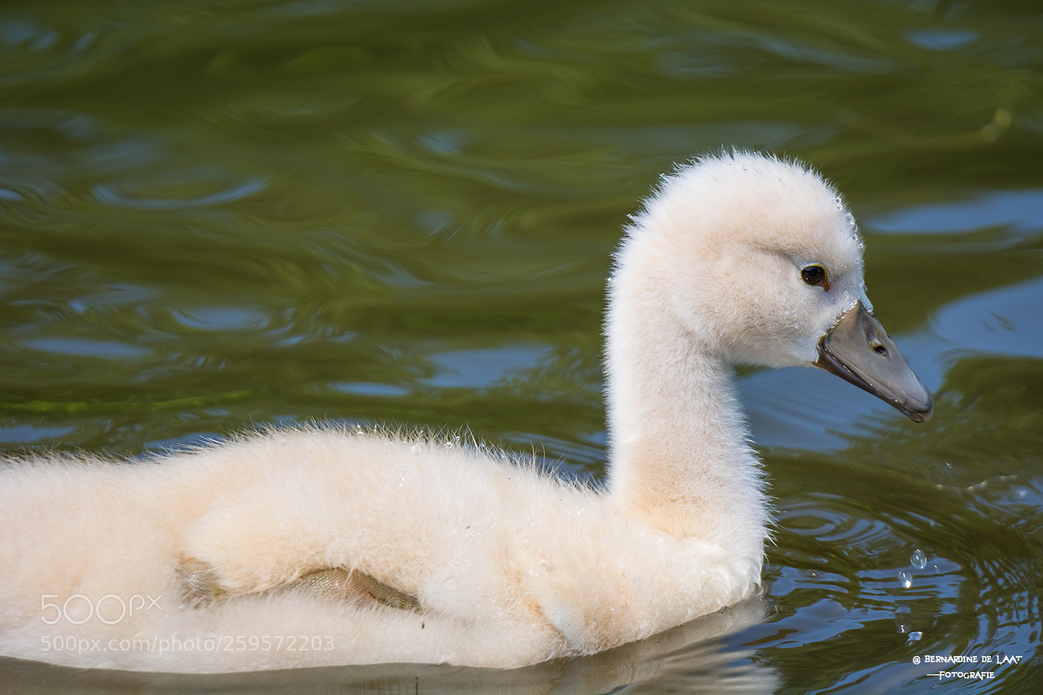 Nikon D7100 sample photo. Baby swan photography