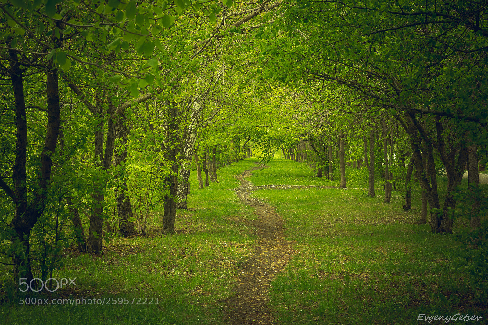 Nikon D3400 sample photo. Path photography