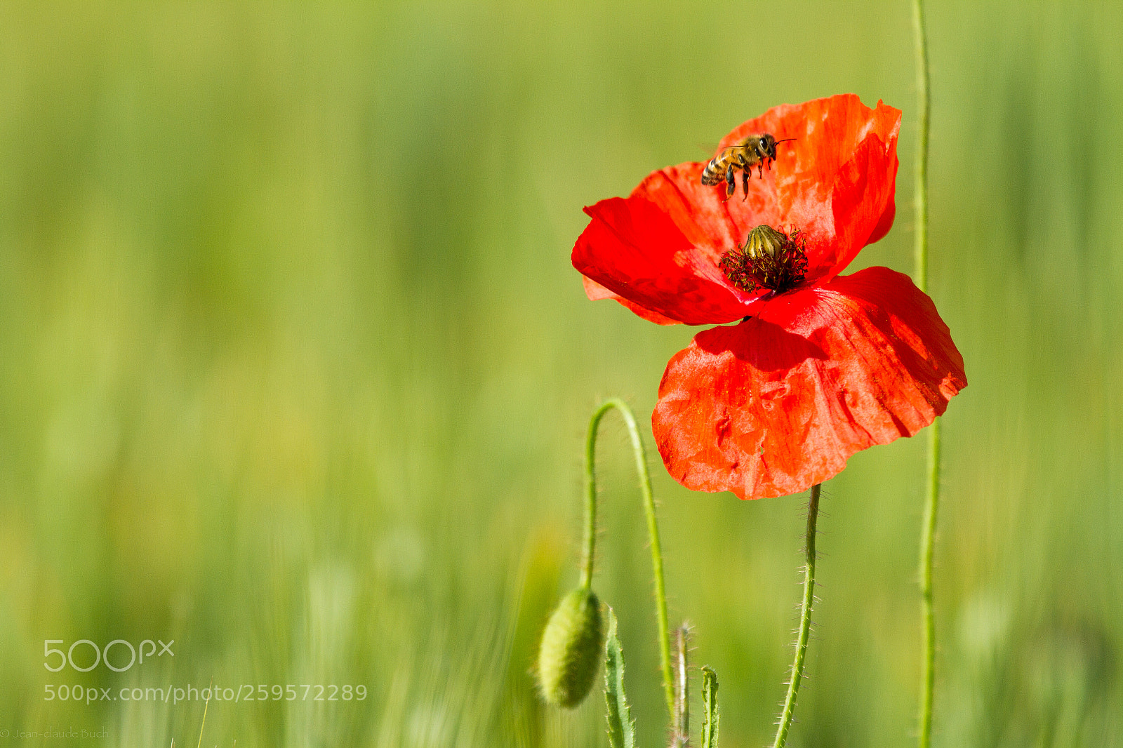 Canon EOS 7D sample photo. Coquelicot photography