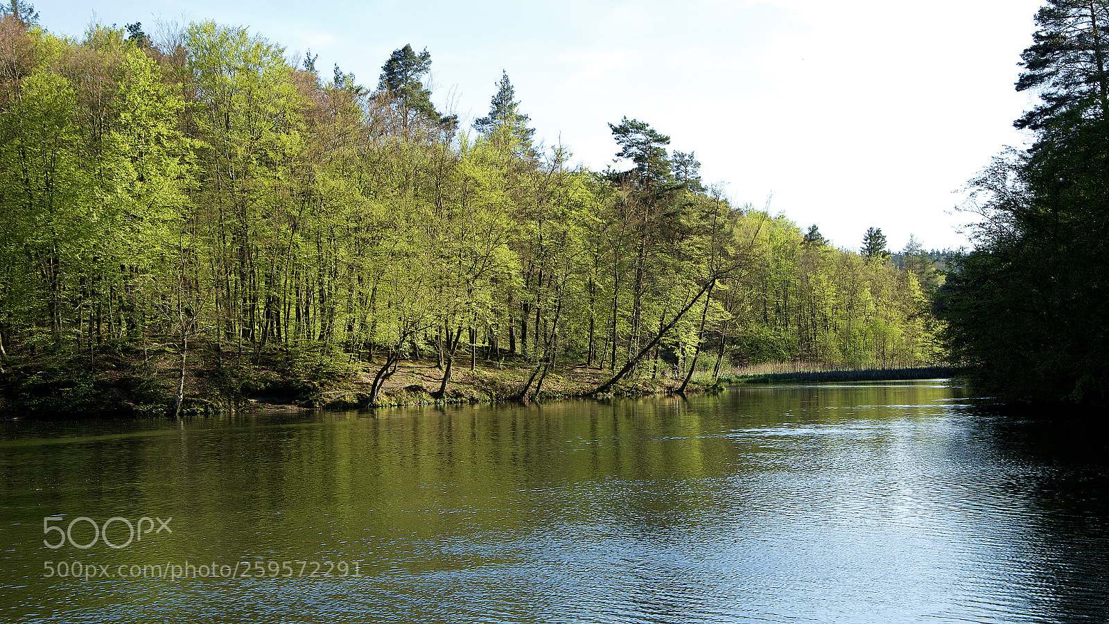 Nikon D3200 sample photo. Just spring photography