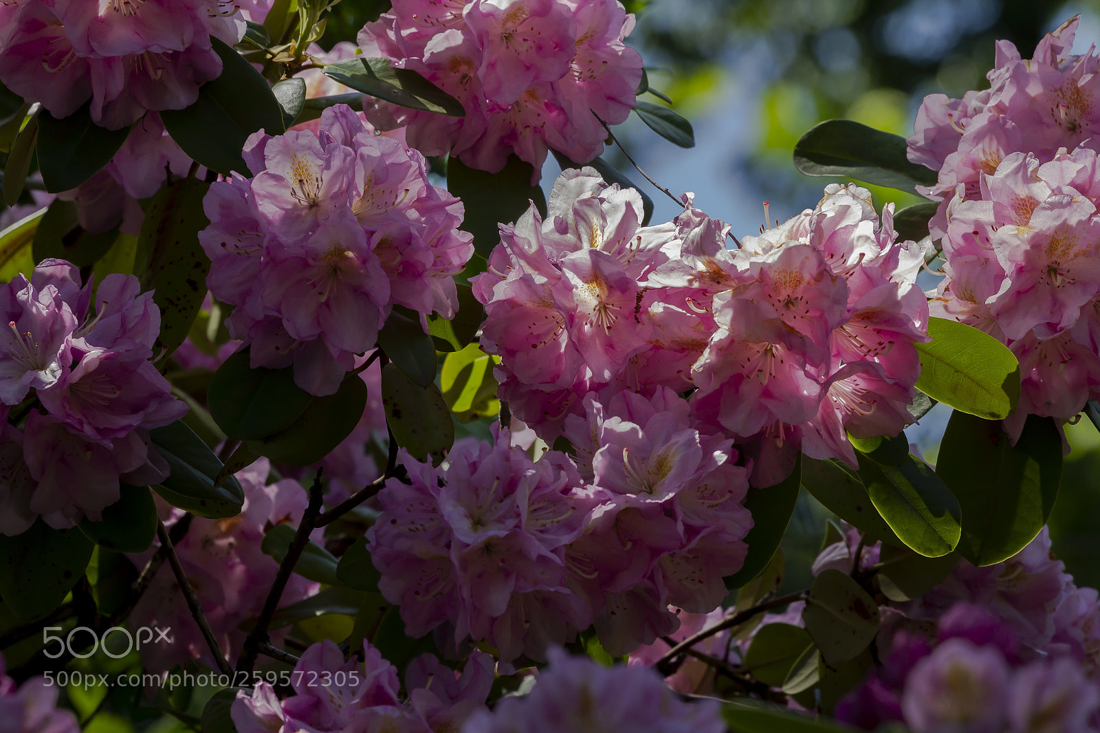 Canon EOS 60D sample photo. Spring flowers photography