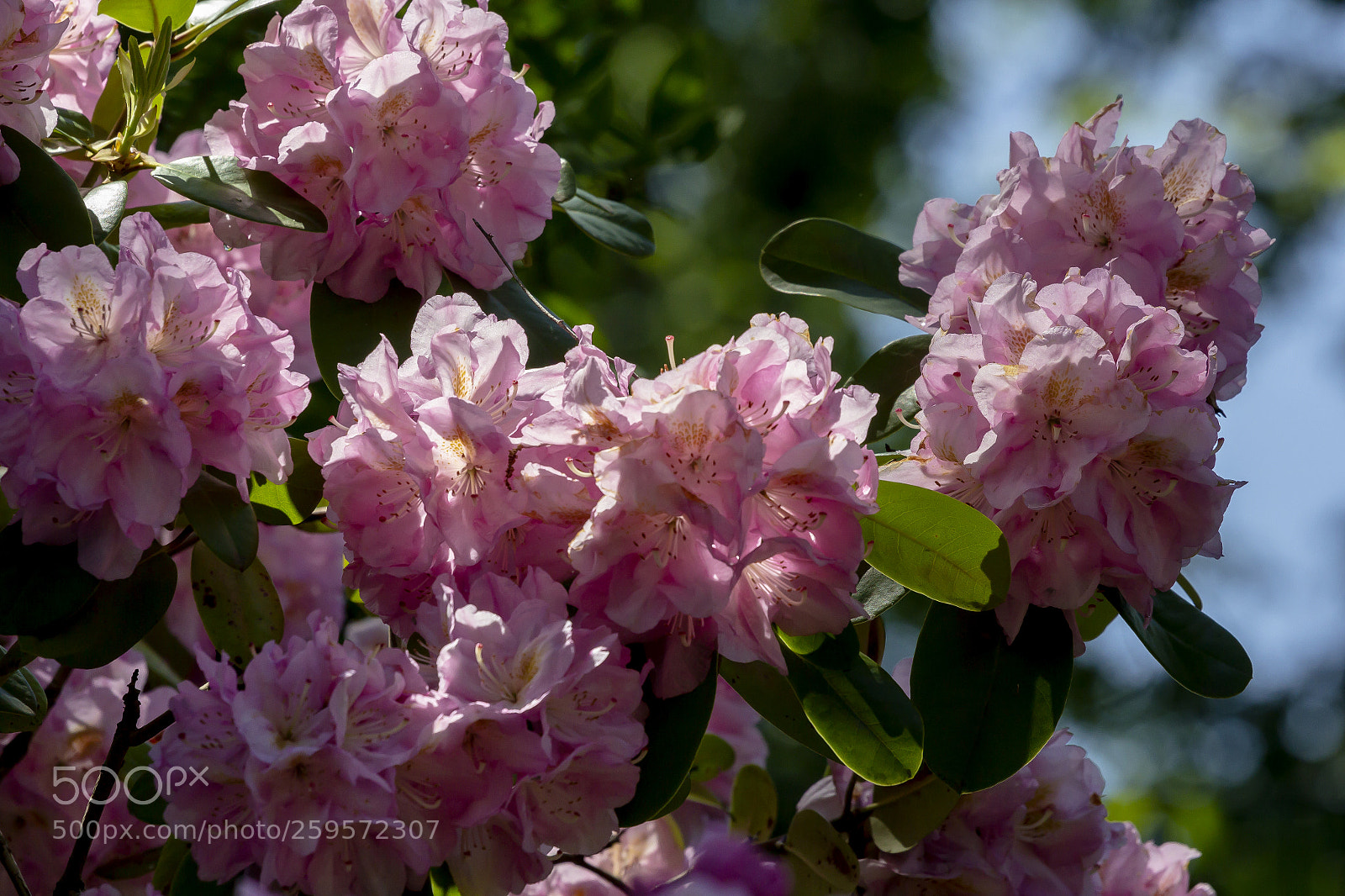 Canon EOS 60D sample photo. Spring flowers photography