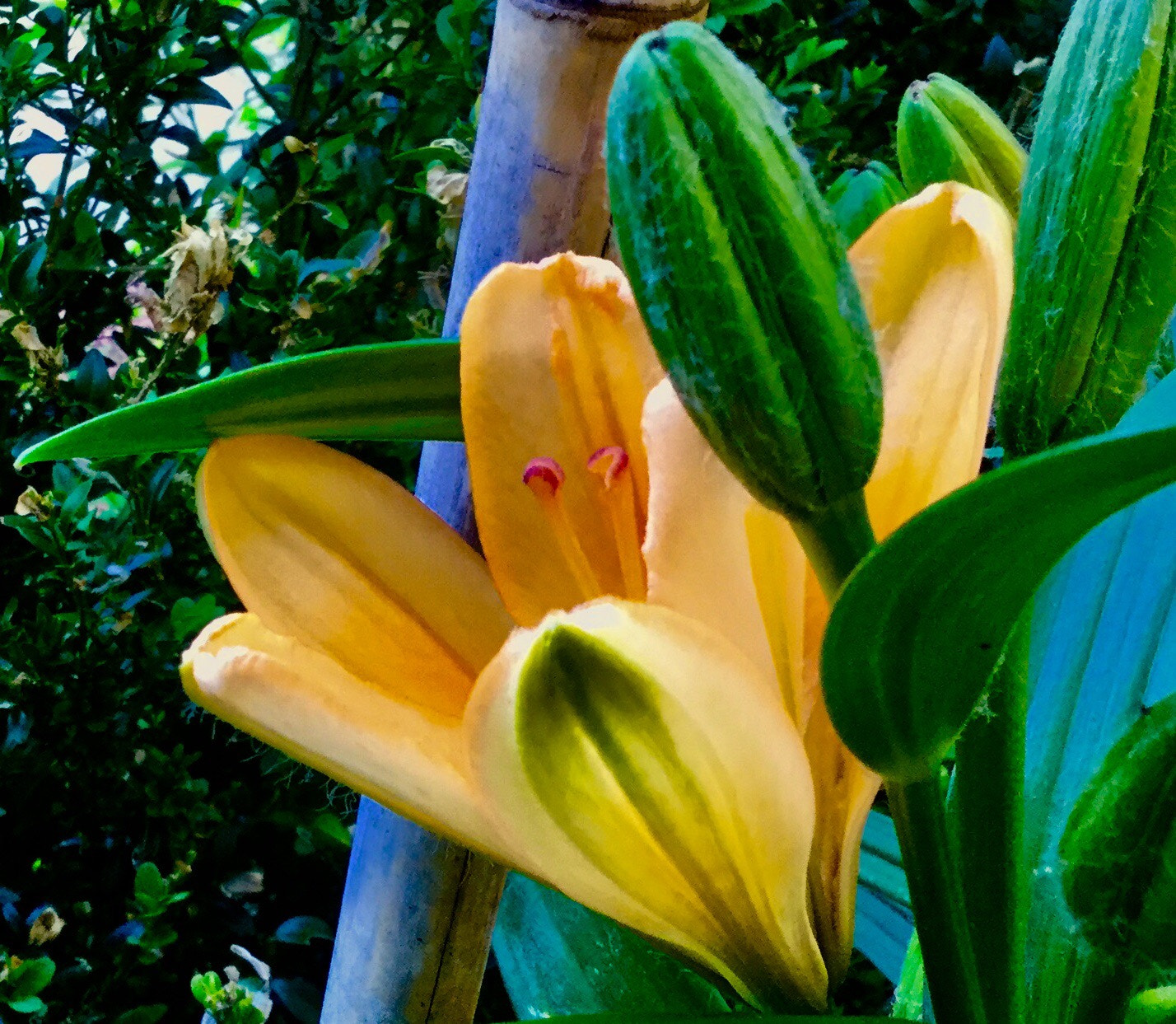 Apple iPad Air 2 sample photo. Spring.. flower 2 photography
