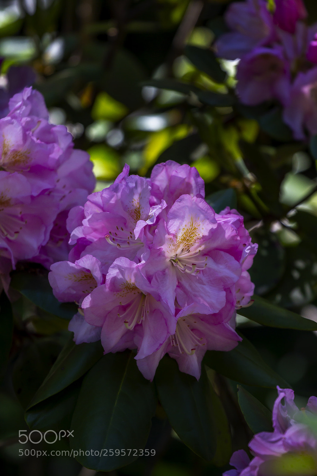 Canon EOS 60D sample photo. Spring flowers photography