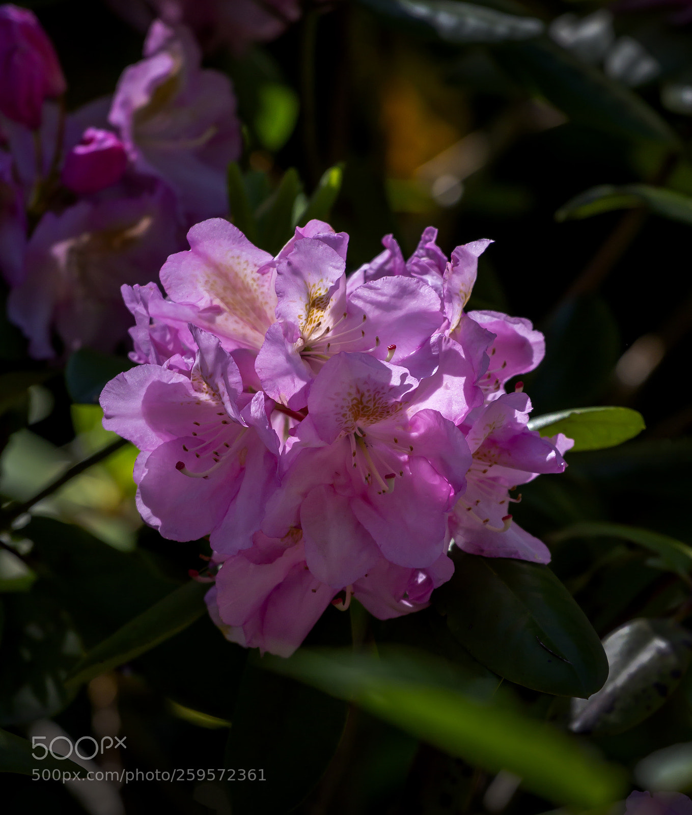 Canon EOS 60D sample photo. Spring flower photography