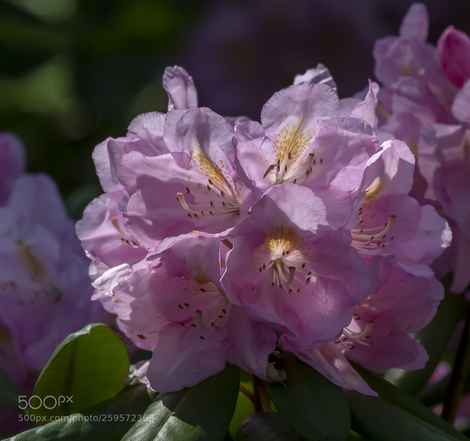 Canon EOS 60D sample photo. Spring flowers photography