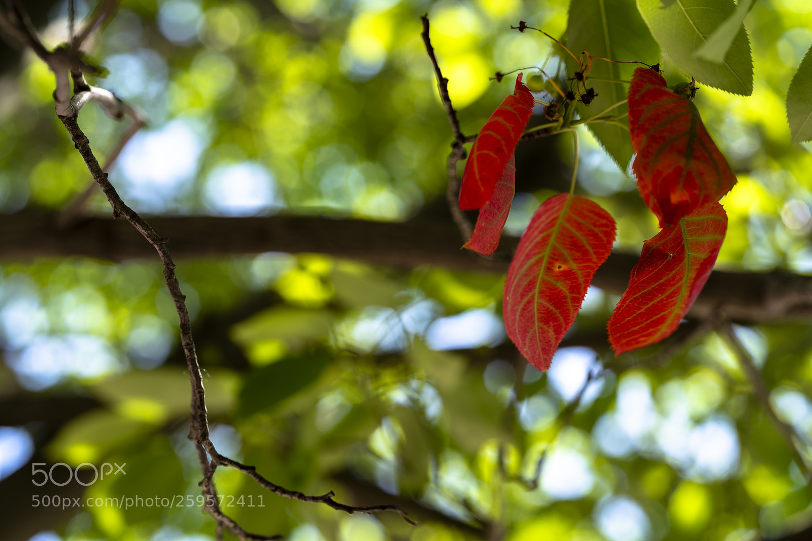Sony a7R III sample photo. Splash of red photography