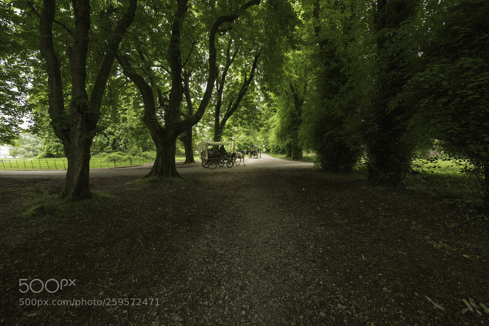 Nikon D810 sample photo. Jaunting car in the photography