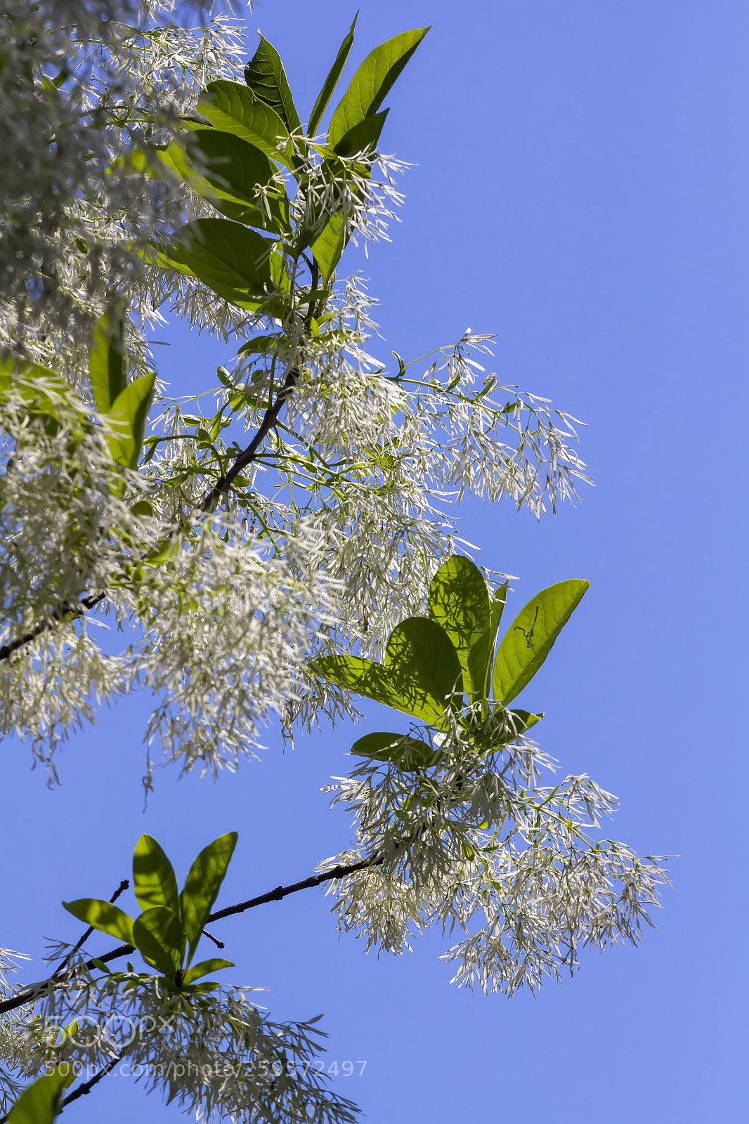Canon EOS 60D sample photo. Spring tree photography
