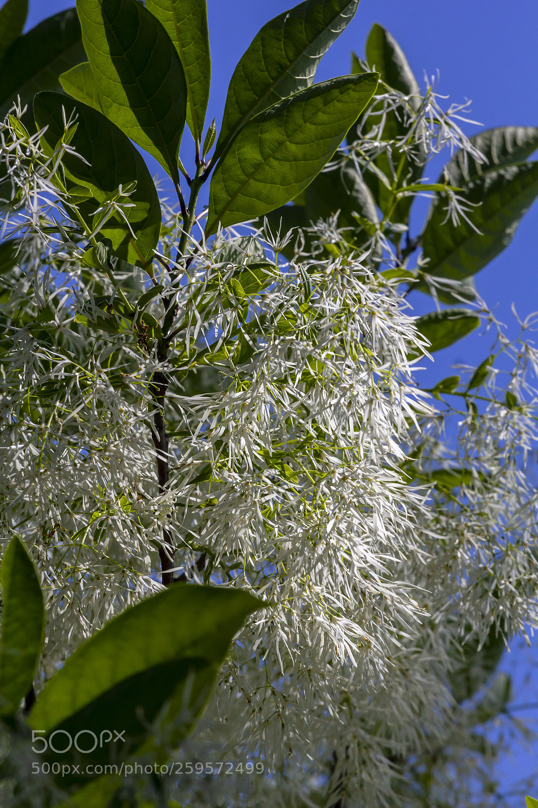 Canon EOS 60D sample photo. Flowering tree photography