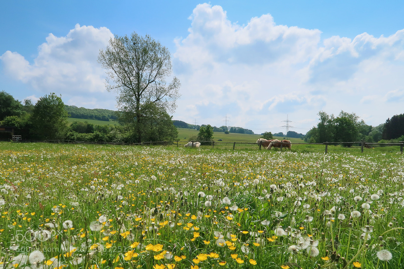 Canon PowerShot G7 X Mark II sample photo. Flower meadow photography