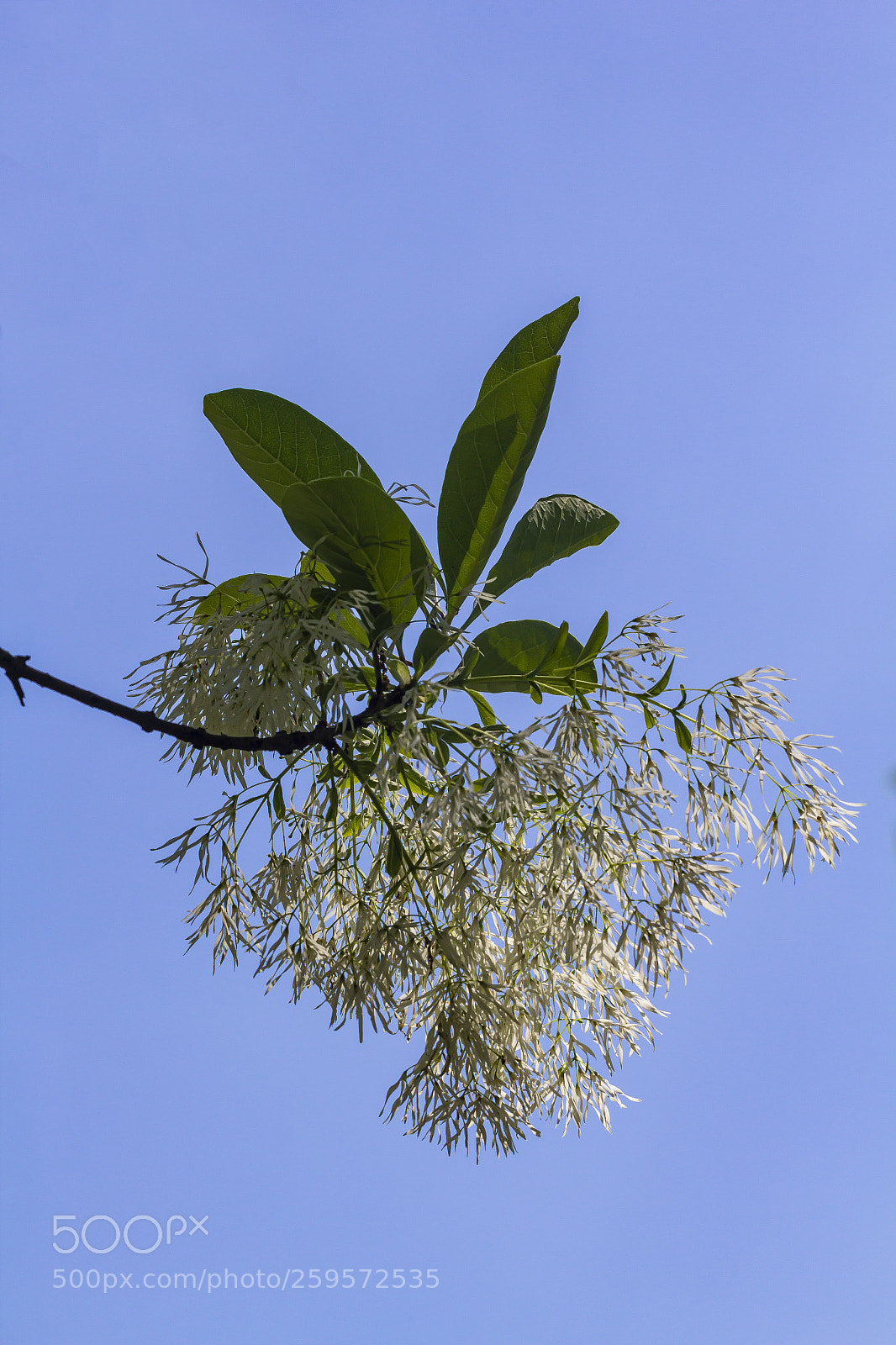 Canon EOS 60D sample photo. Flowering tree branch photography