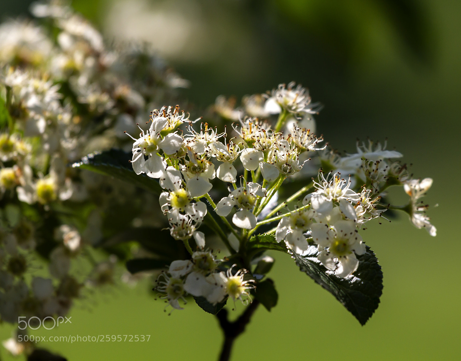 Canon EOS 60D sample photo. Spring flowers photography