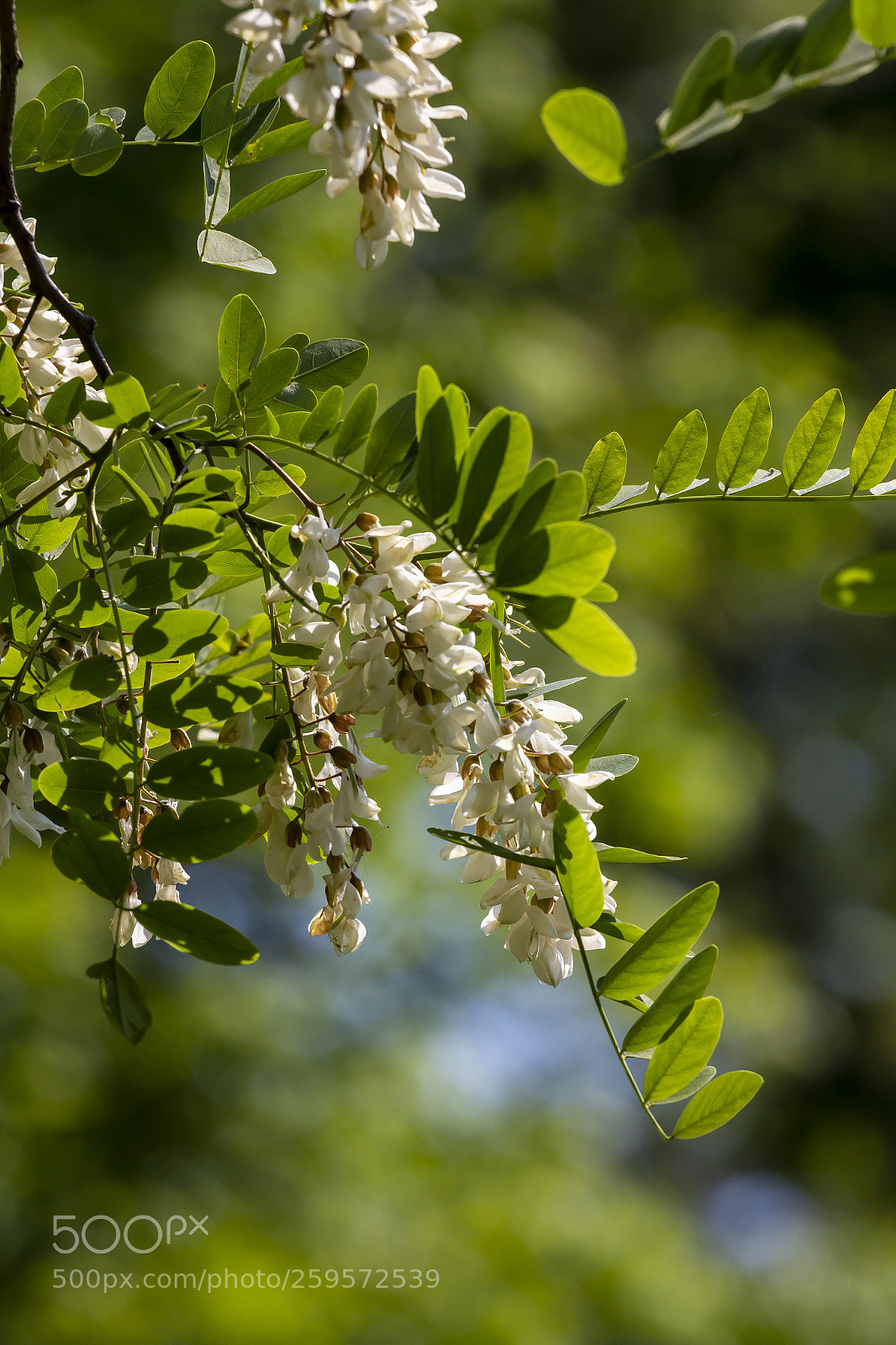 Canon EOS 60D sample photo. Spring flowers photography