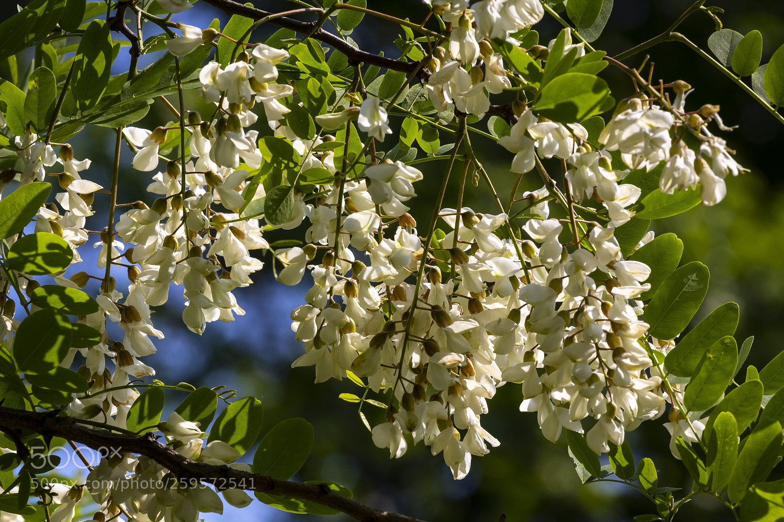 Canon EOS 60D sample photo. Spring flowers photography
