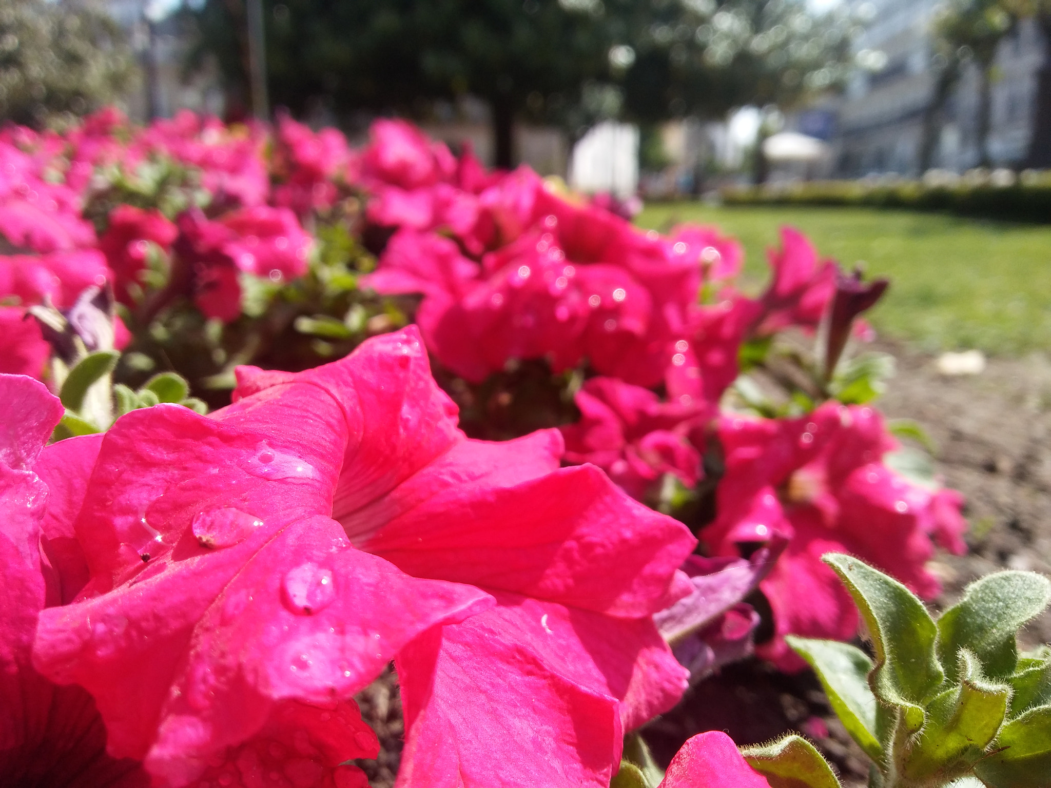 LG K10 sample photo. Natural photography