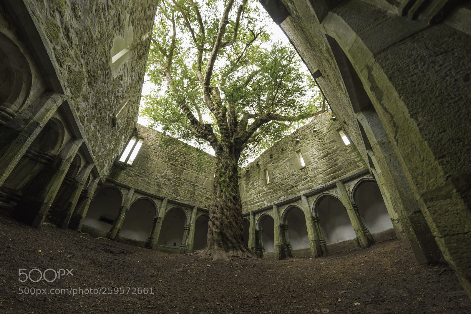 Nikon D810 sample photo. Tree growing inside the photography