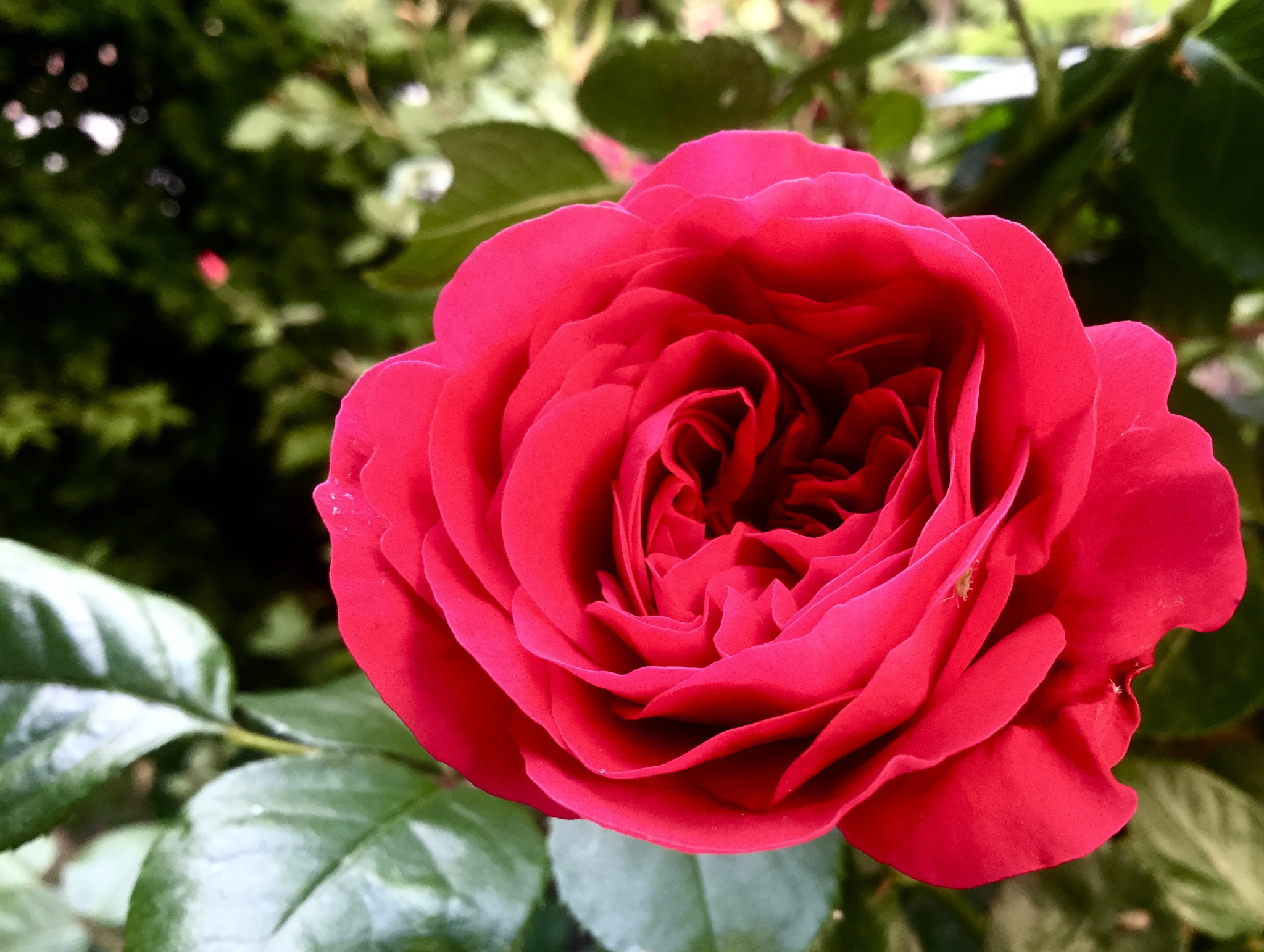 Apple iPad Air 2 sample photo. Die ersten rosen... photography