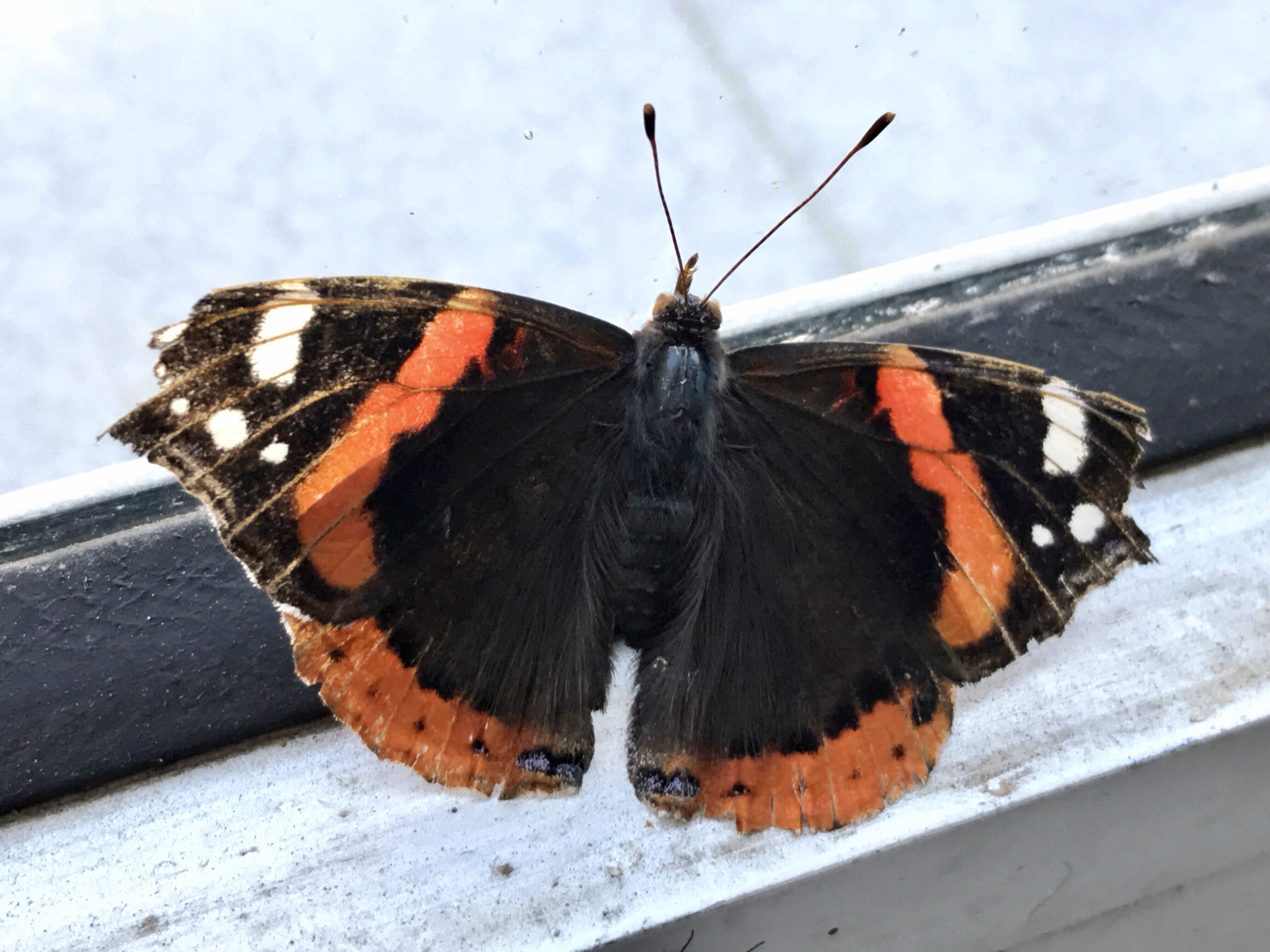 Apple iPhone9,3 sample photo. Butterfly photography