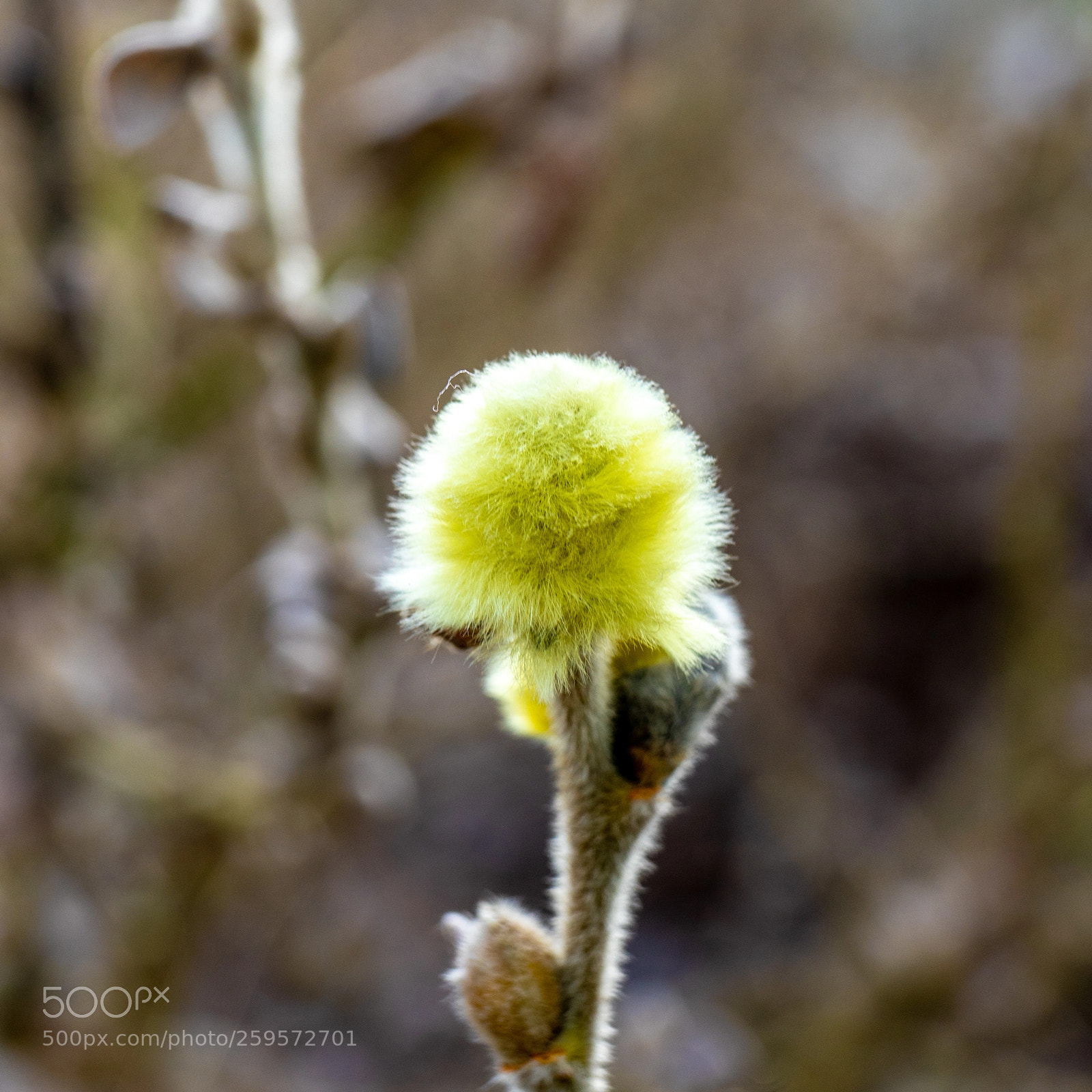 Sony a7 II sample photo. 110/365: sign of spring photography