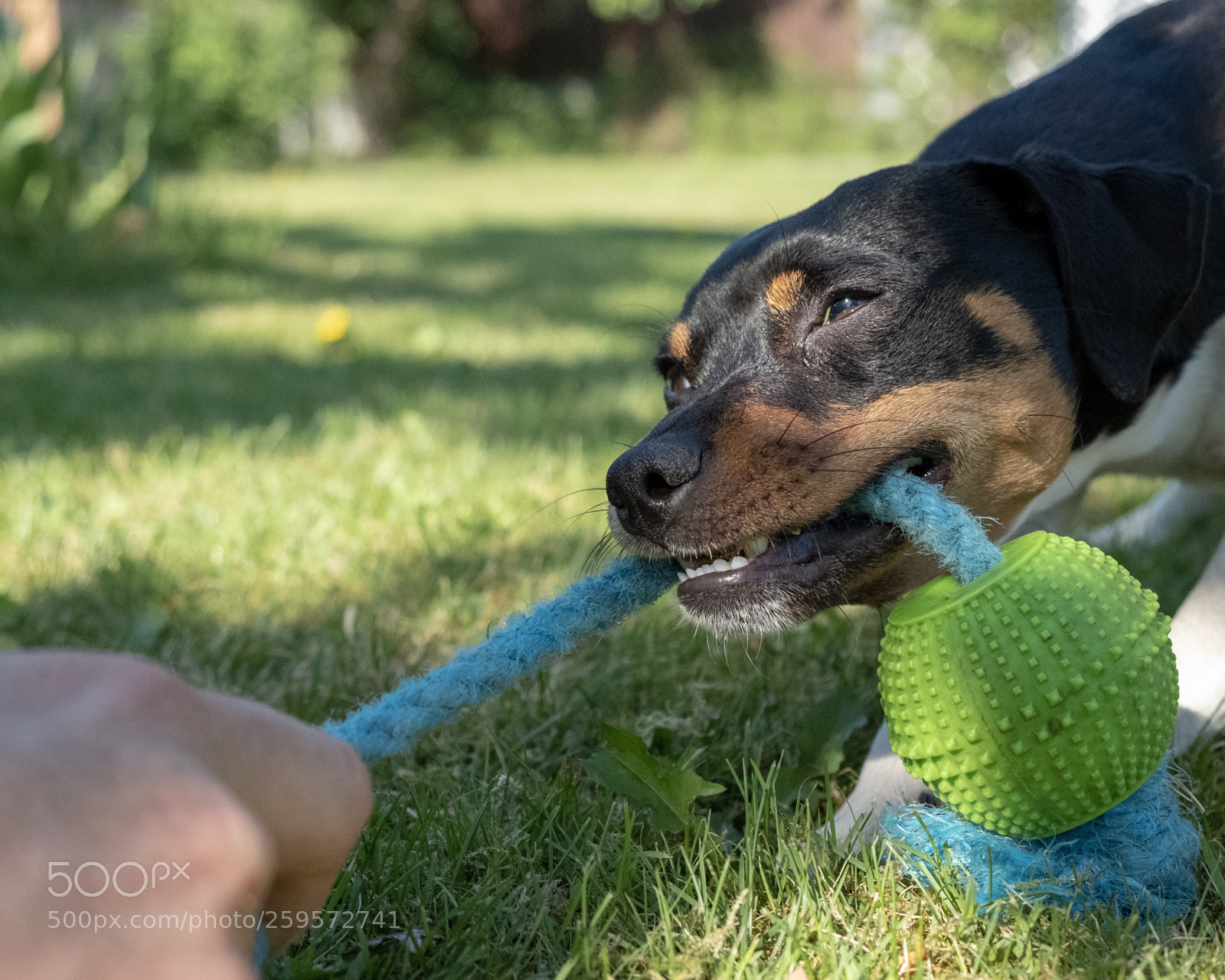 Fujifilm X-T20 sample photo. Man versus dog photography