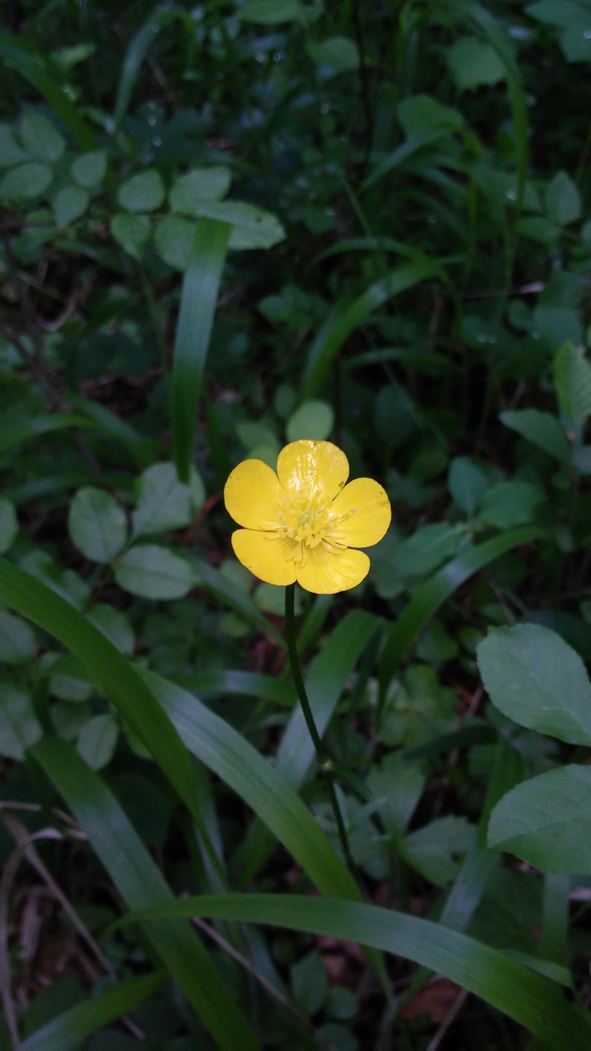 LG G2 MINI sample photo. Lonely flower photography