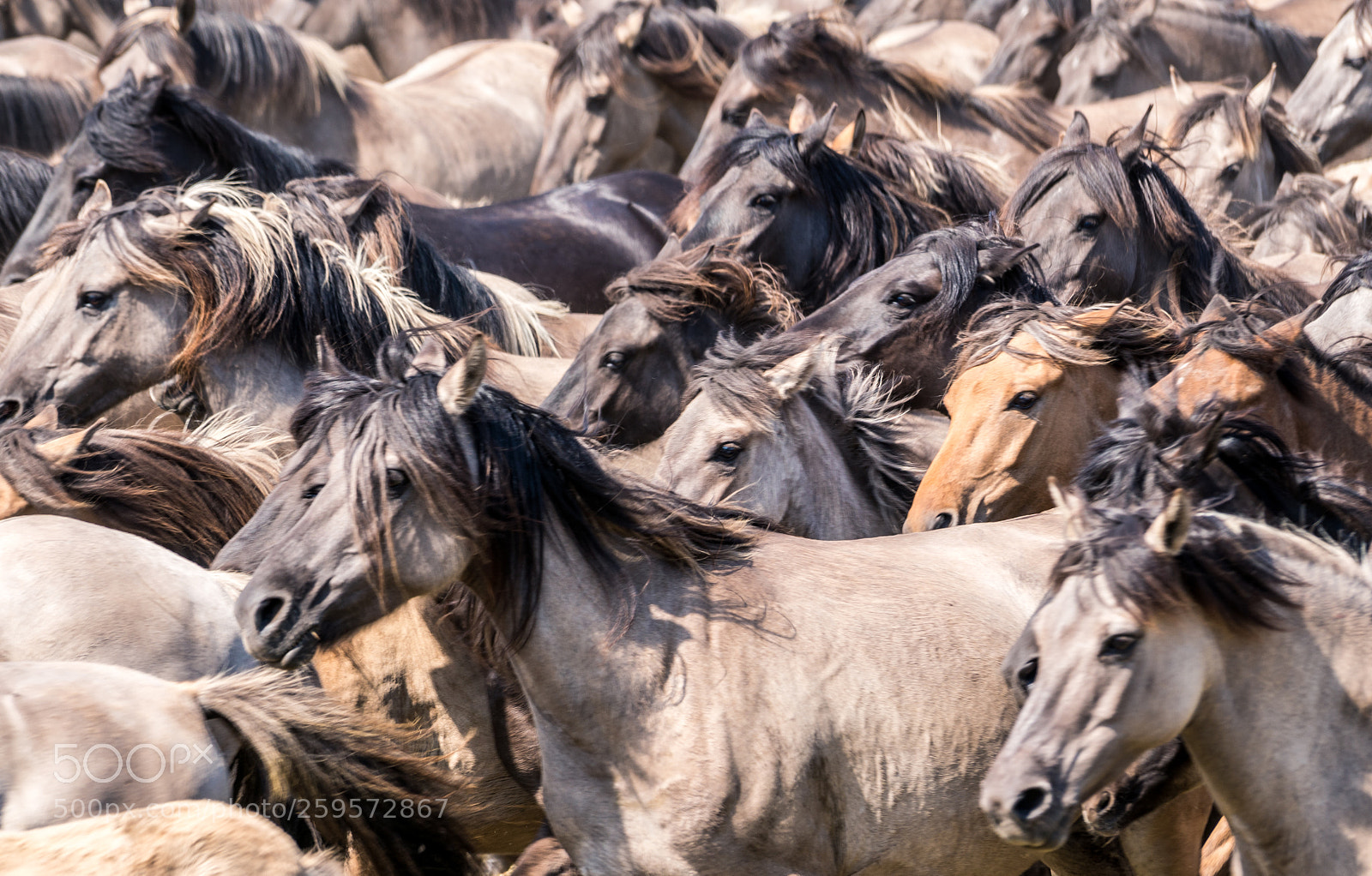 Sony a6300 sample photo. Dülmener wildpferde photography